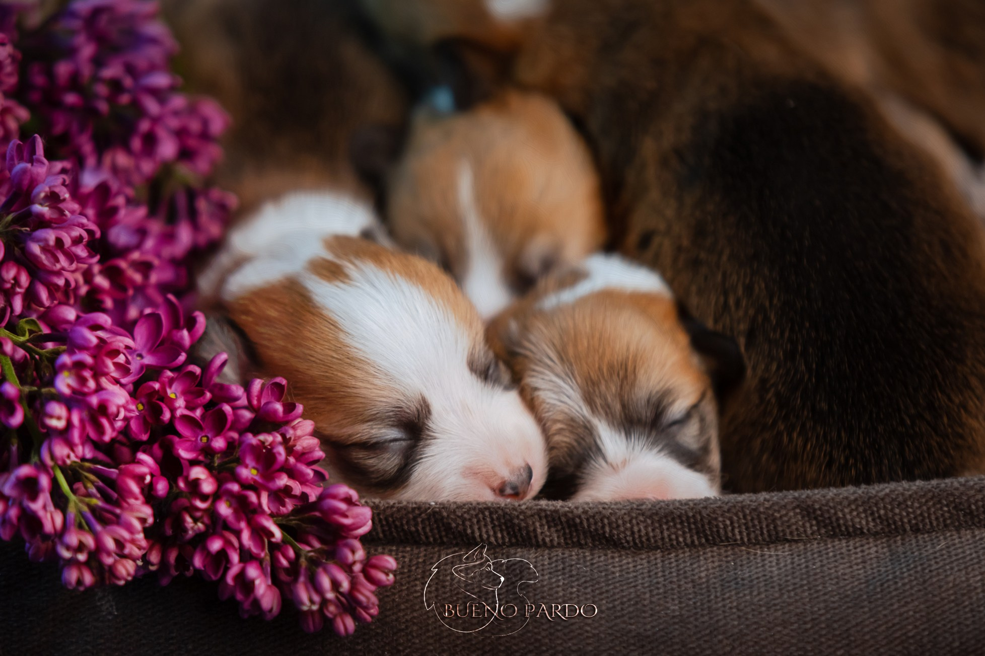 Щенки вельш корги пемброк из питомника. Питомник собак Акита, Хаски, Корги