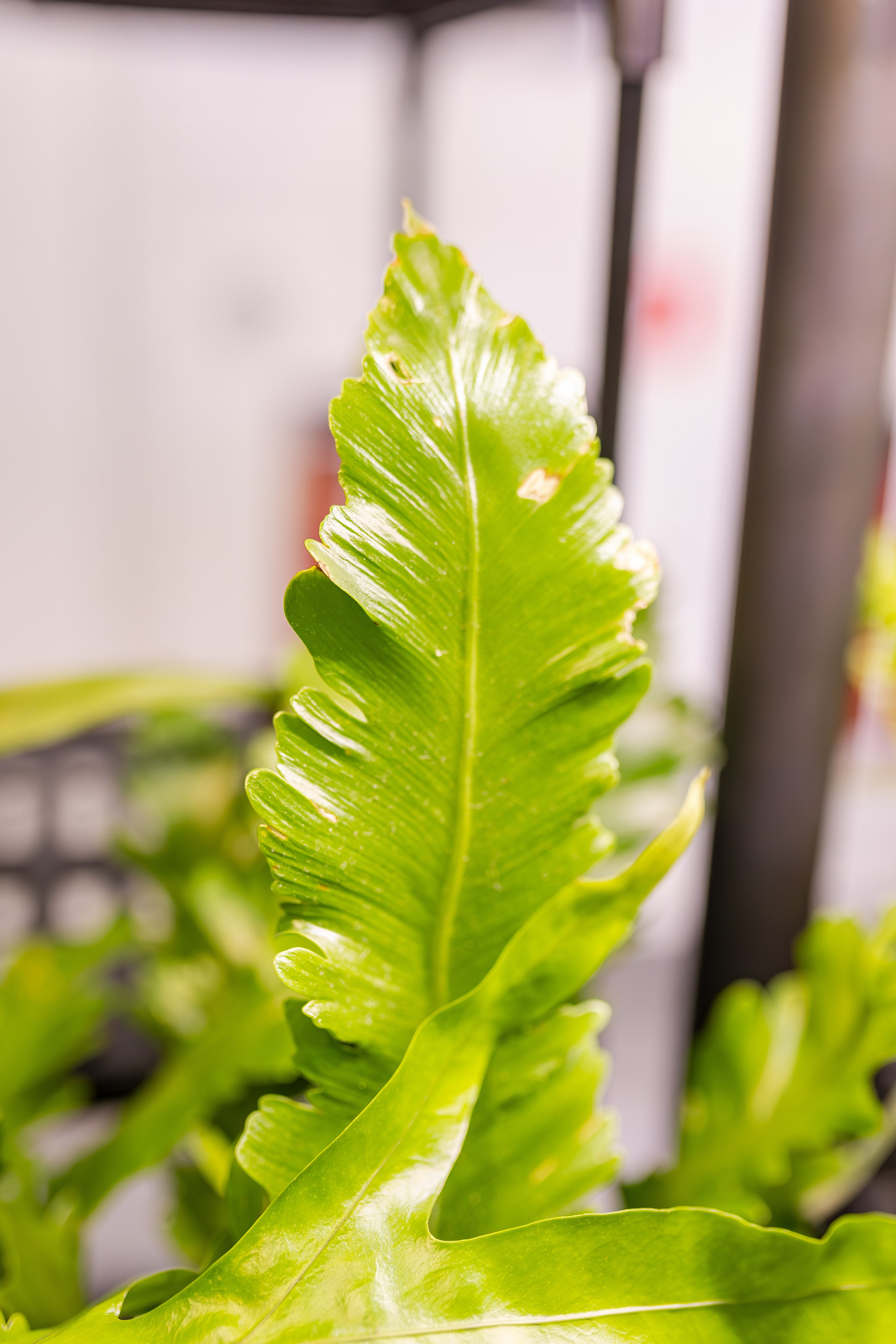 Монстериум апрель 2026. Александра Куликова фотограф, Москва