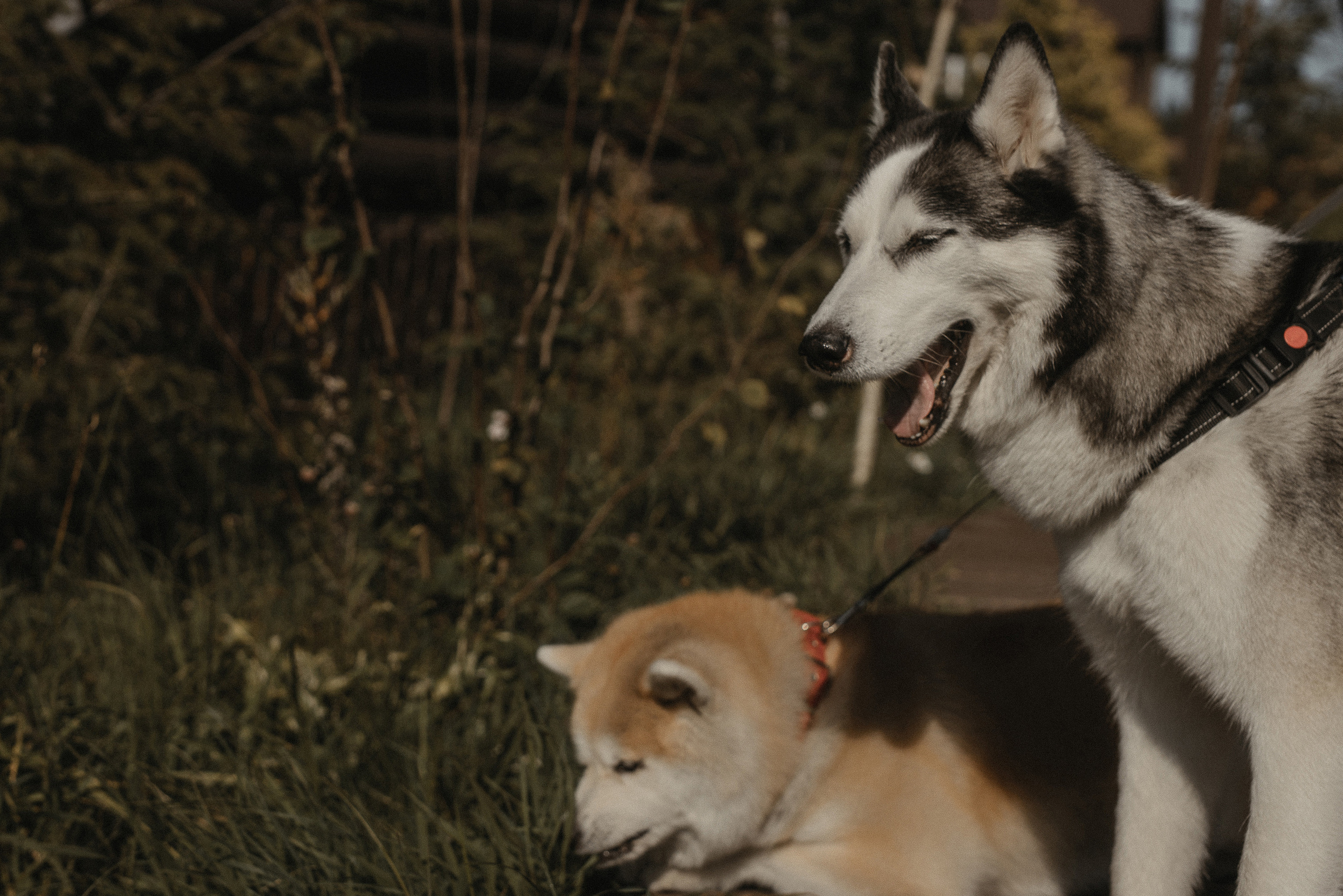 Настя & Женя. Фотограф Serj Ganso