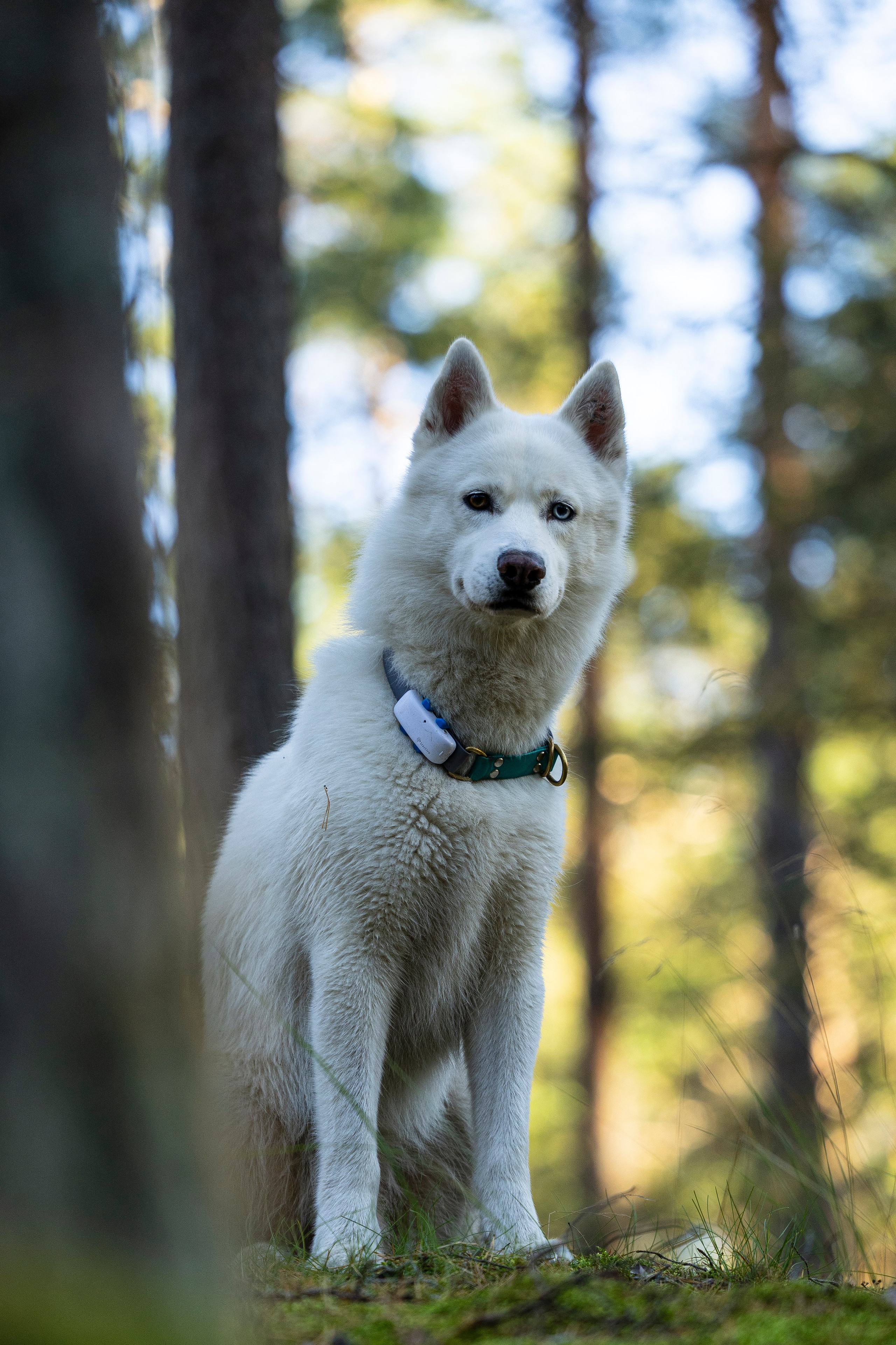 Гаруда и Рейн. Фотограф-анималист Анна Маринич