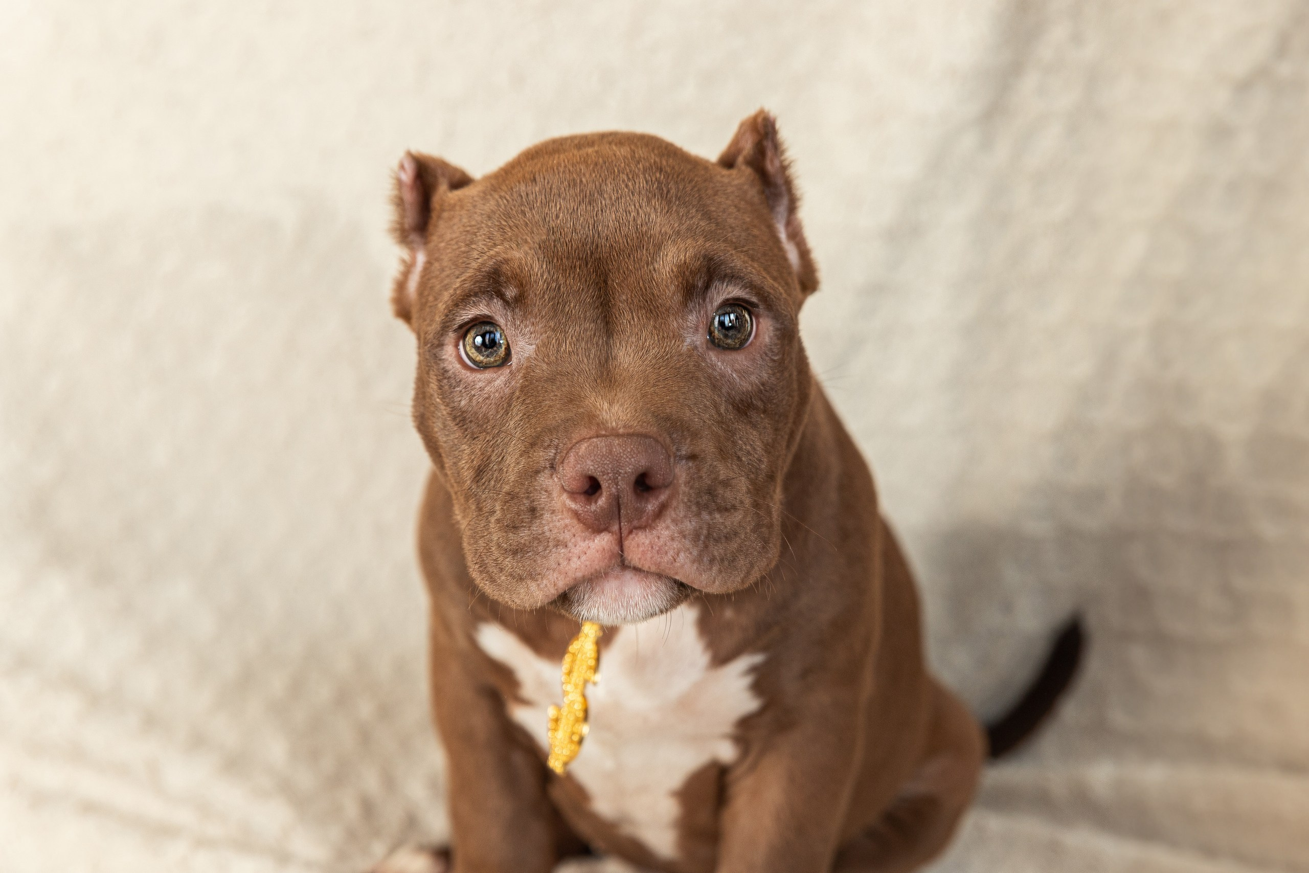 Фотосессия щенков на фонах. Фотограф собак в Краснодаре и Краснодарском крае Суковатых Евгений