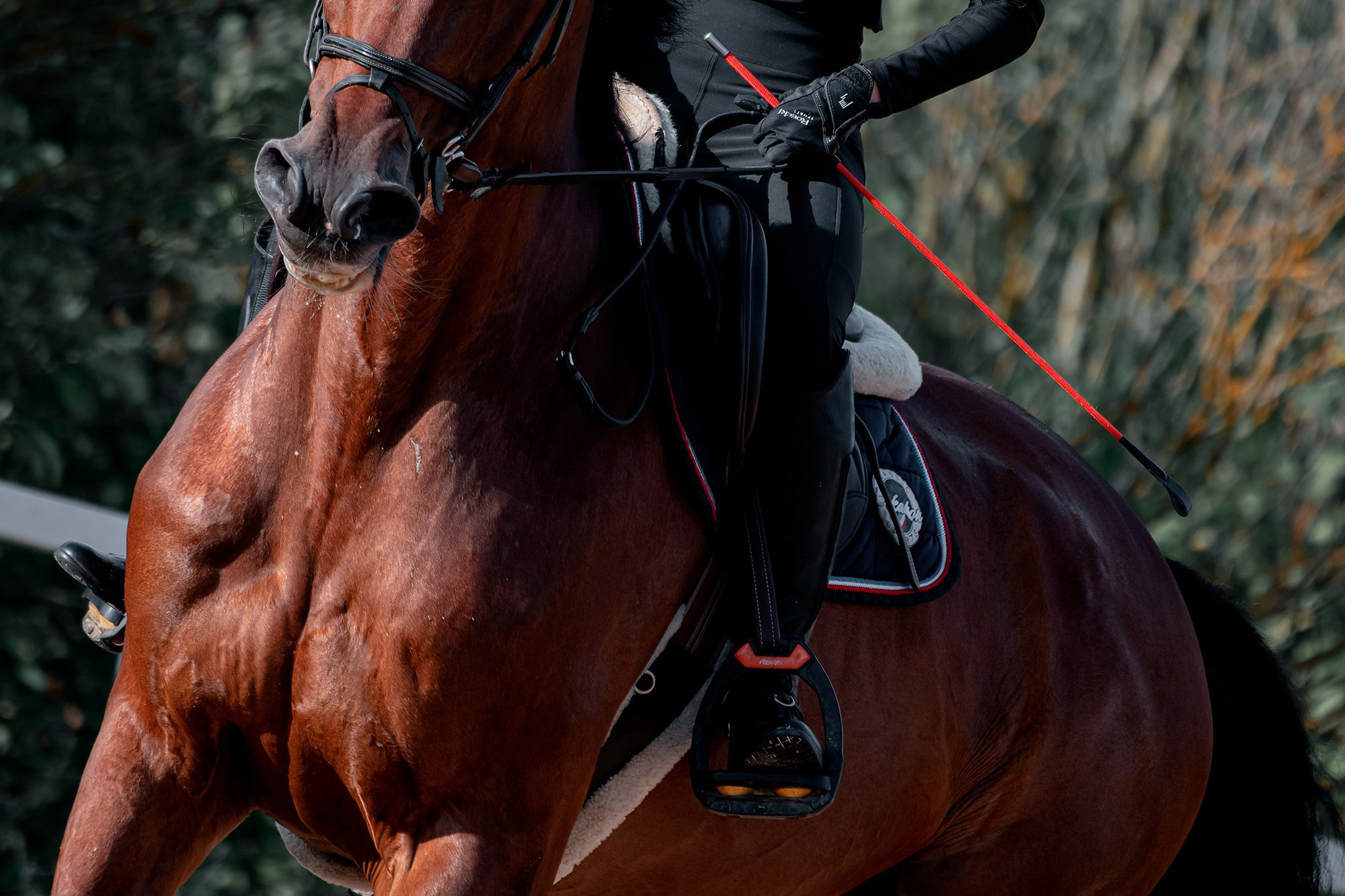 Тренировки. Конный фотограф Alesya Safe