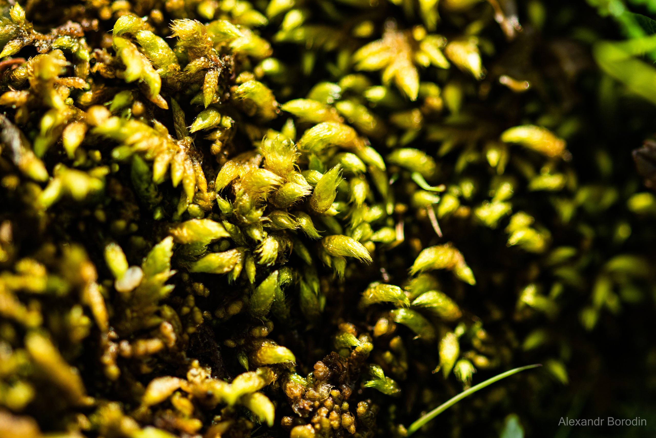 Макро. Профессиональный фотограф Александр Бородин