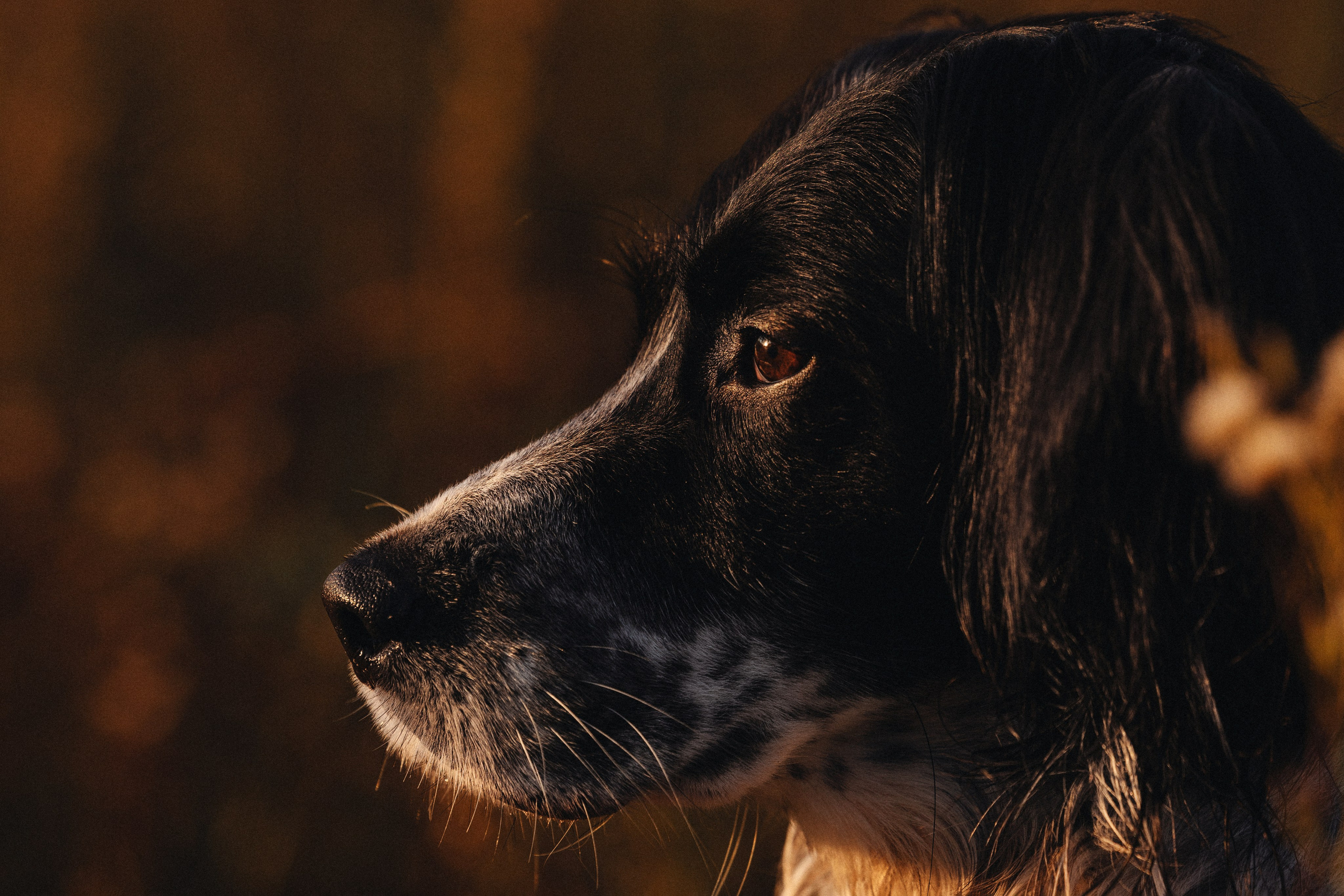 Фотограф анималист Осипчикова Мария