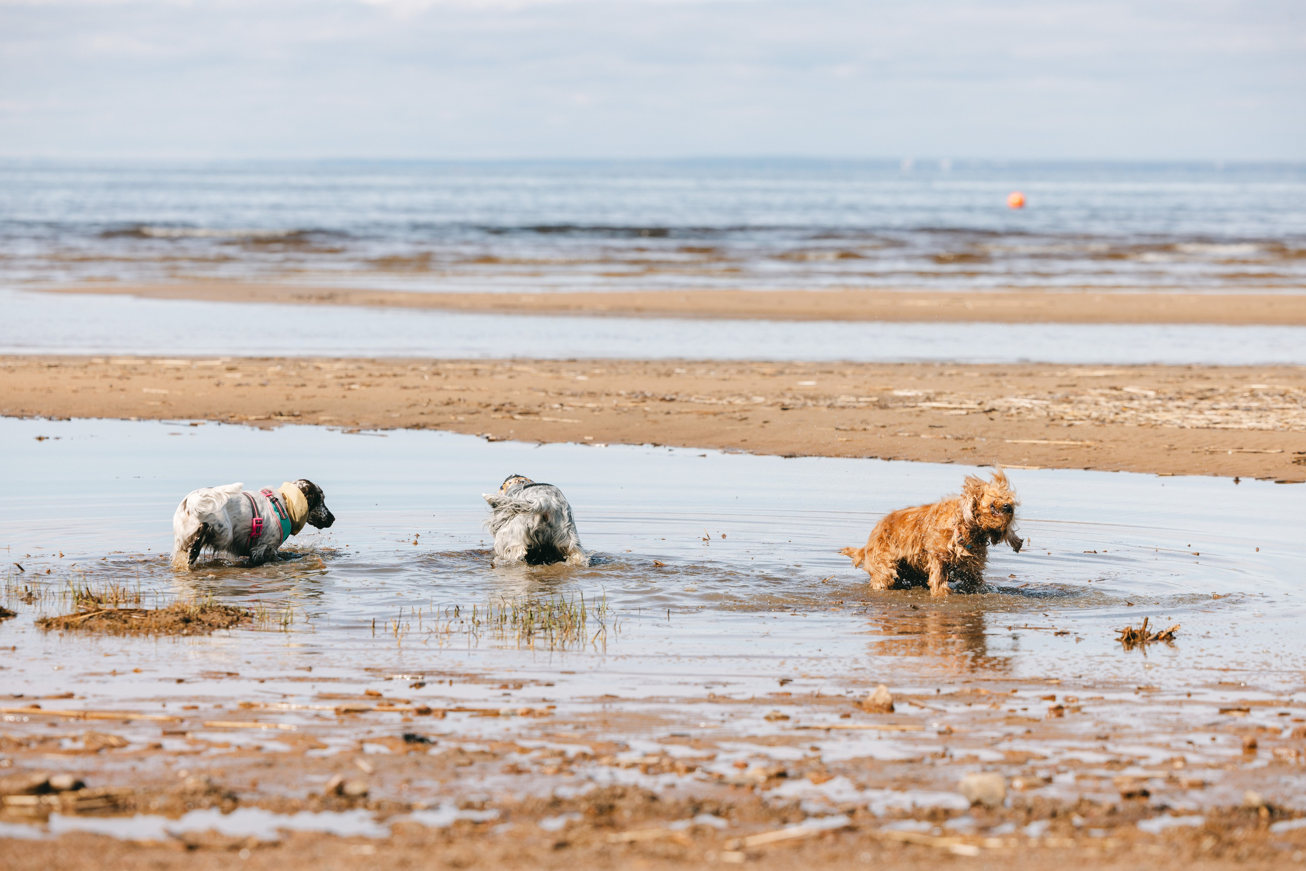 Спанимания. Фотограф анималист Осипчикова Мария