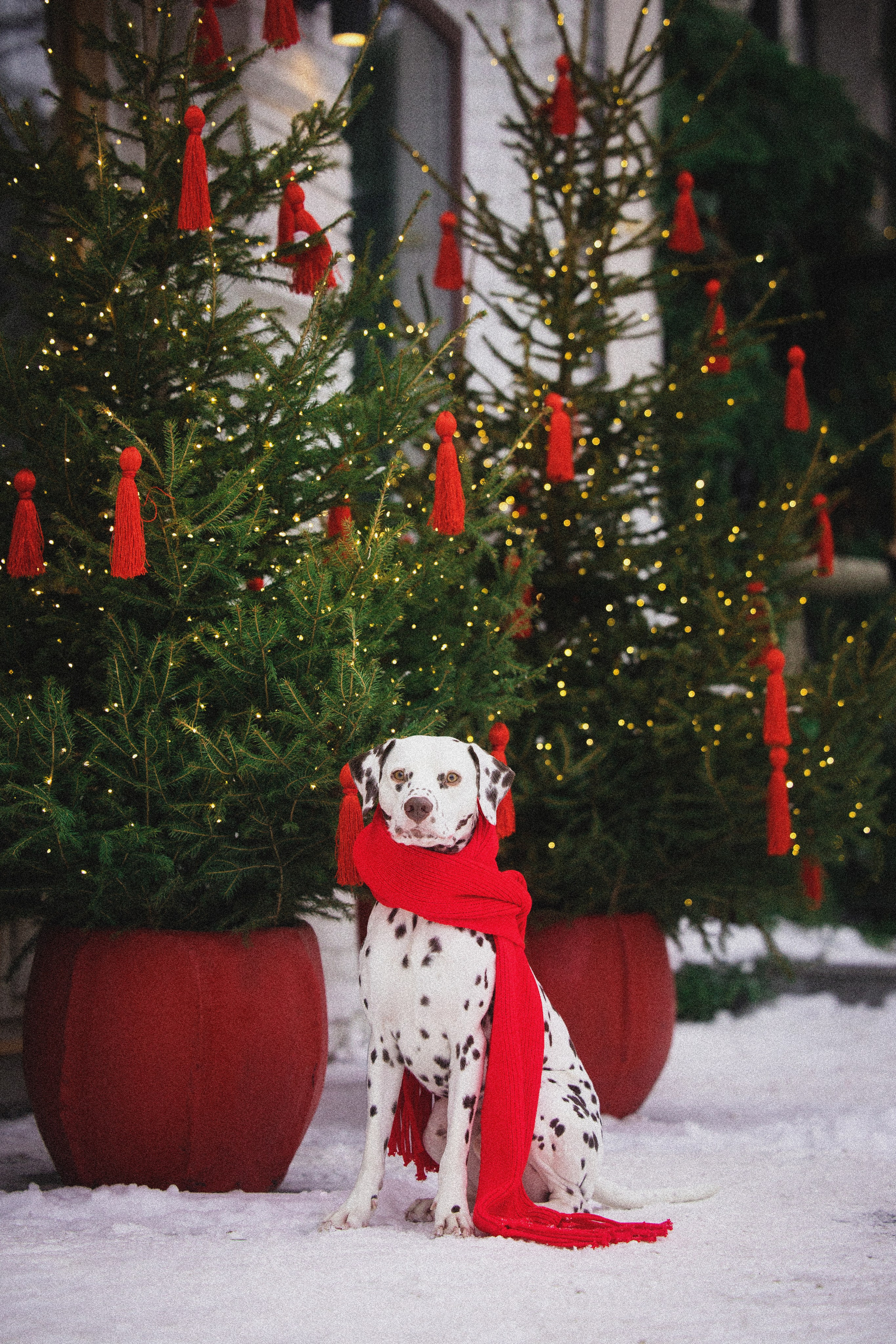 Портфолио. Фотограф-анималист в Екатеринбурге Марина Шишкина