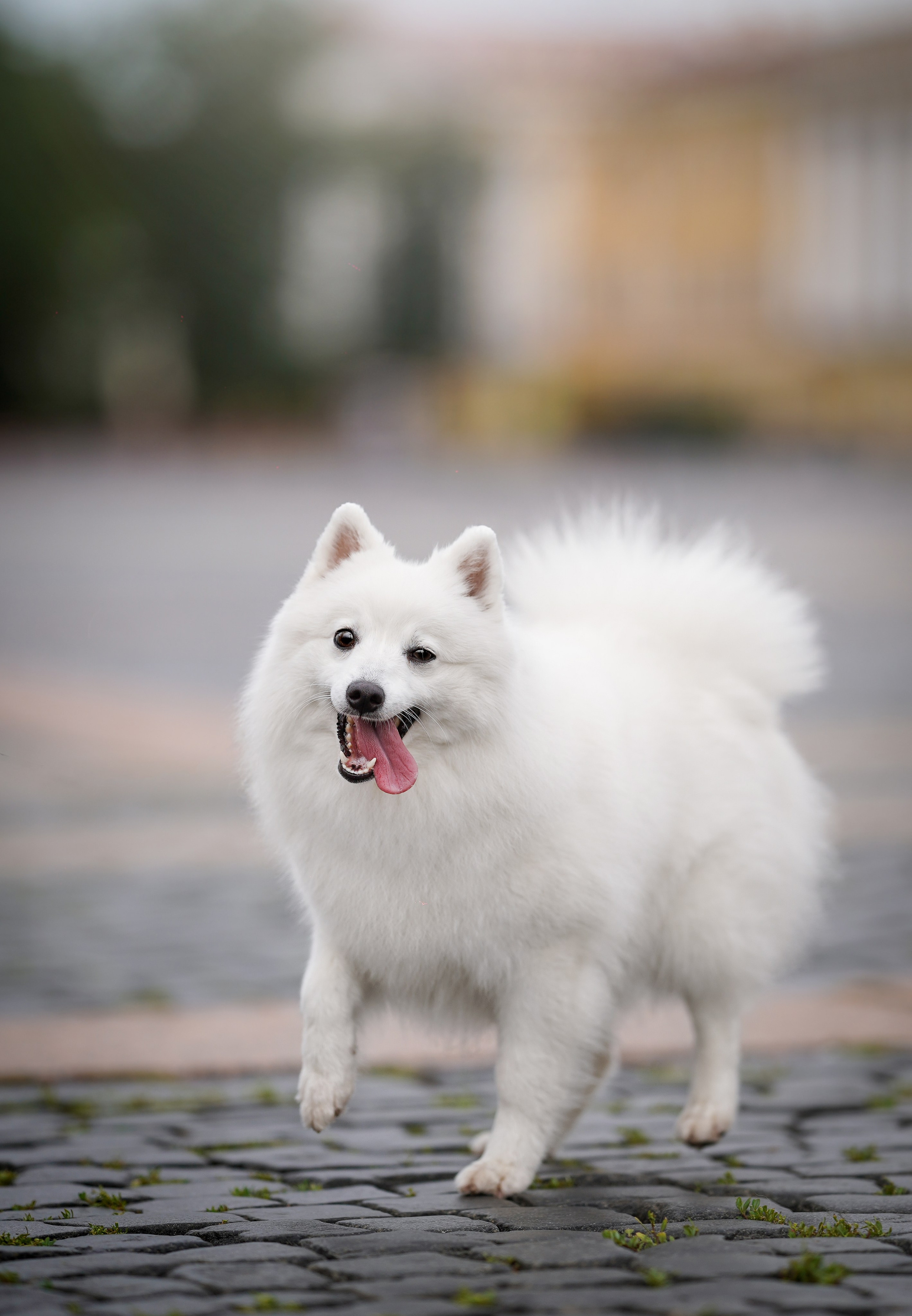 Саша Моня Вик и Гати. Фотограф-анималист в Санкт-Петербурге Яна Мартынова