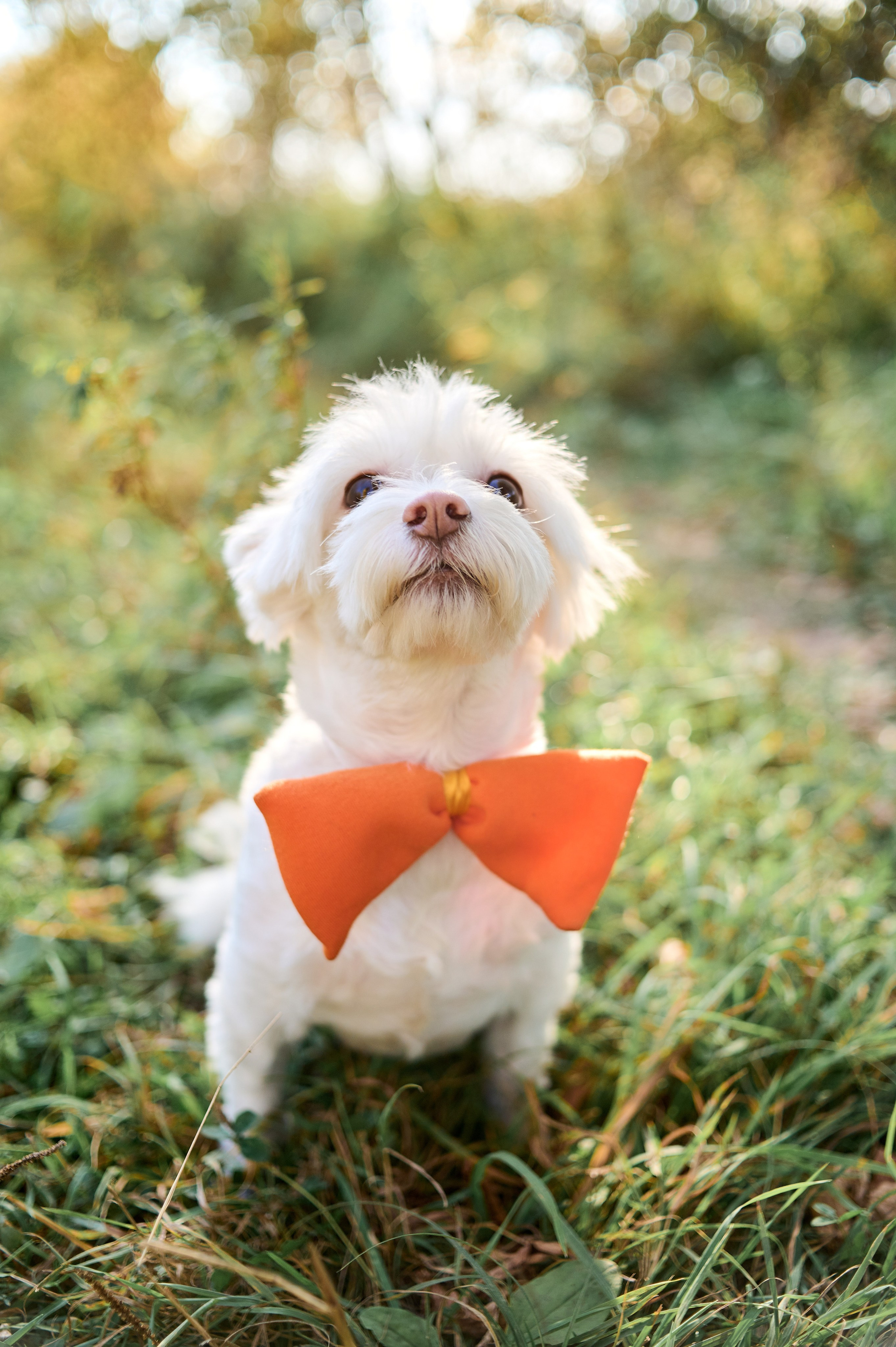 Осенняя история. Семейный и детский фотограф в г. Ногинске Ангелина Хасанова