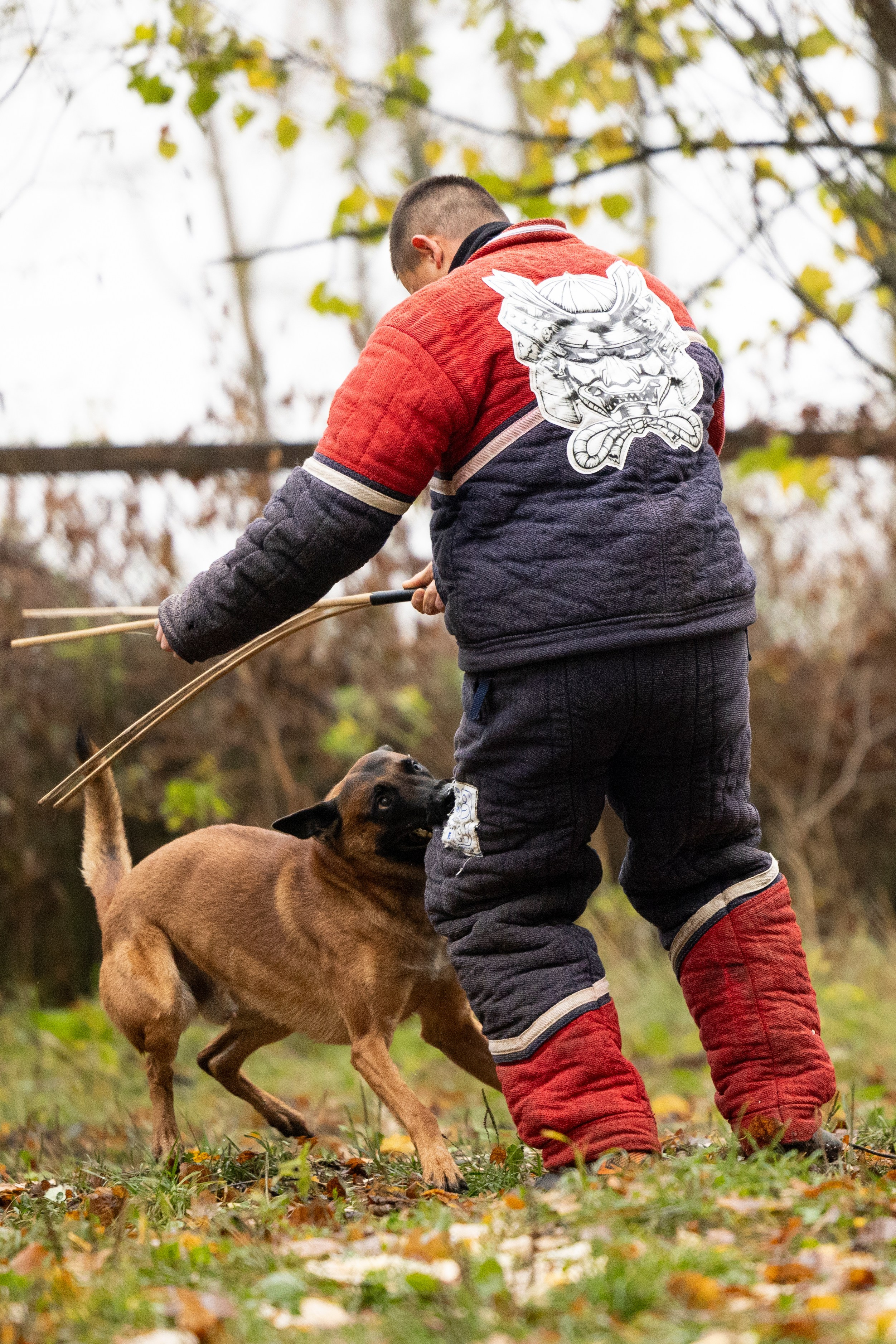 Соревнования по Мондьорингу г. Вологда. Фотограф-анималист Анна Маринич