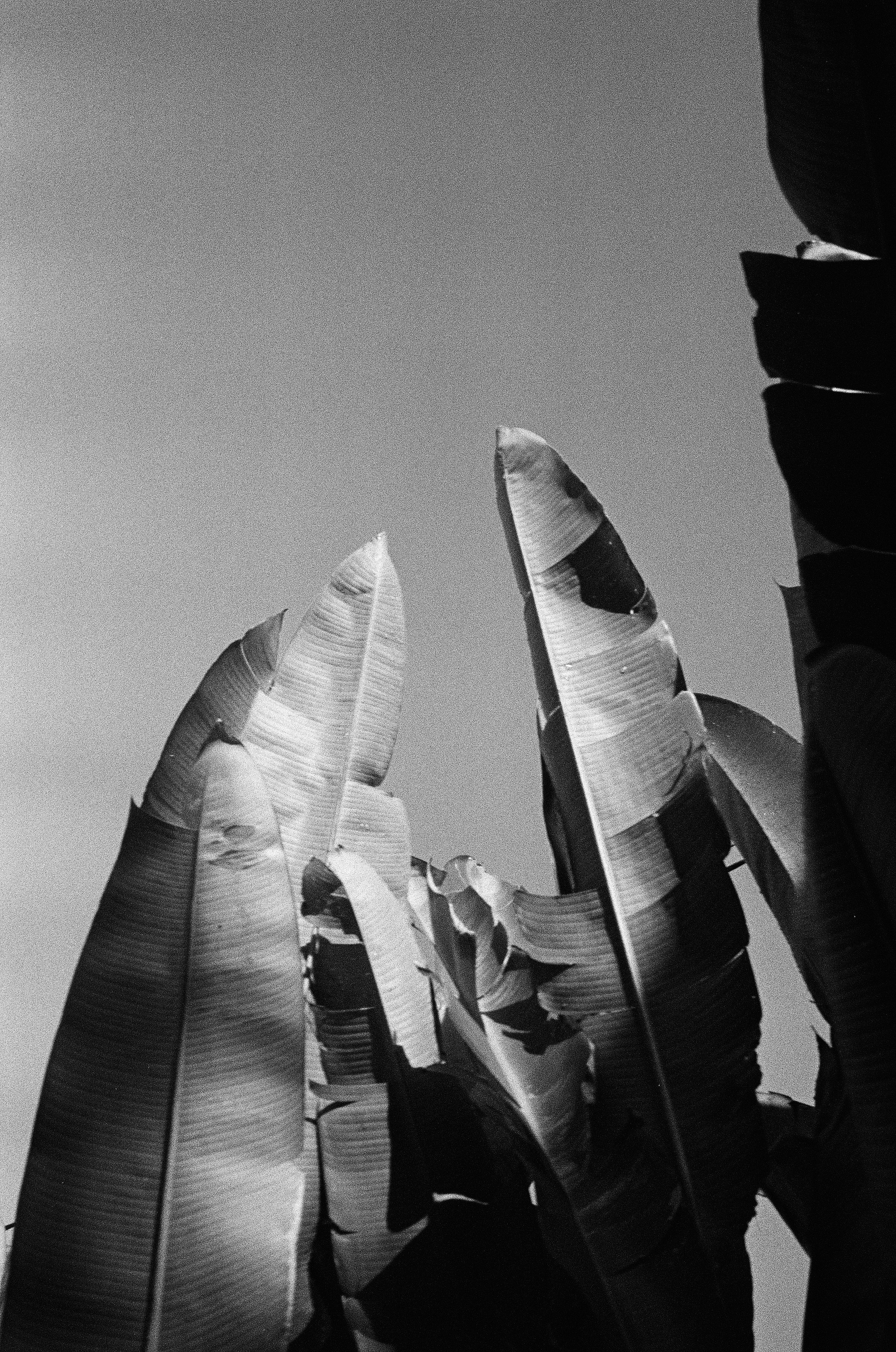 Who u are?. Carolinetru