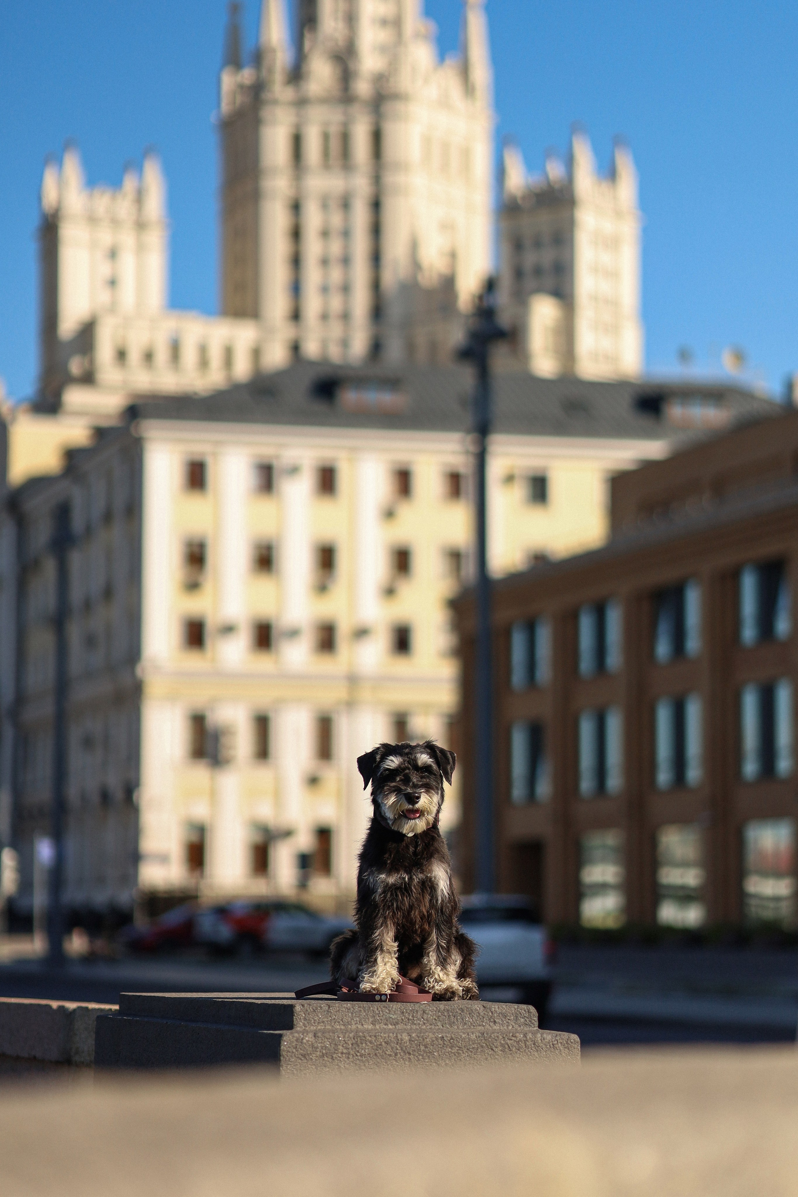 Яртен и Даша. Фотограф-анималист Ксения Шевцова|Москва