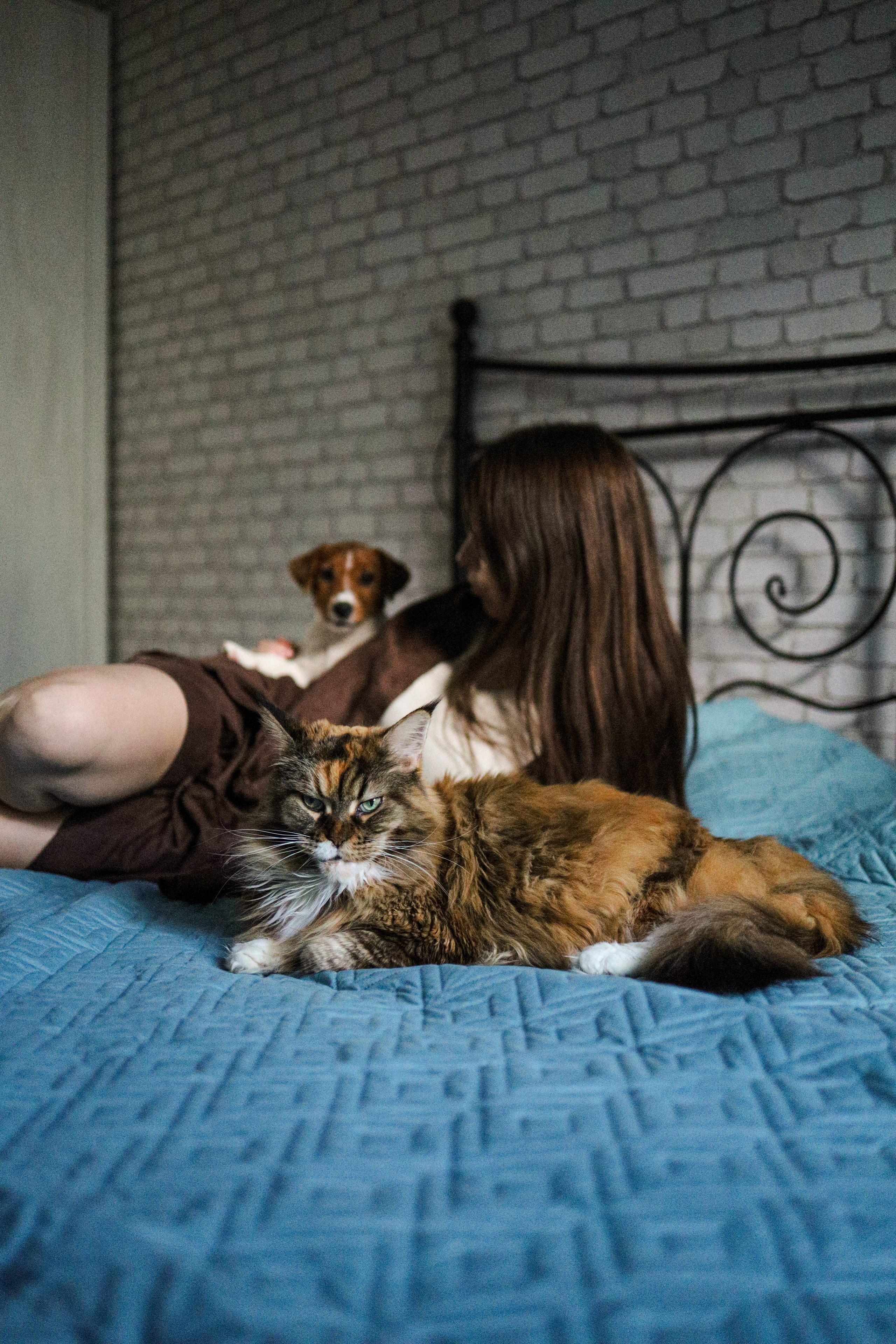Домашняя история про Арни и его друзей. Фотограф-анималист Ксения Шевцова|Москва