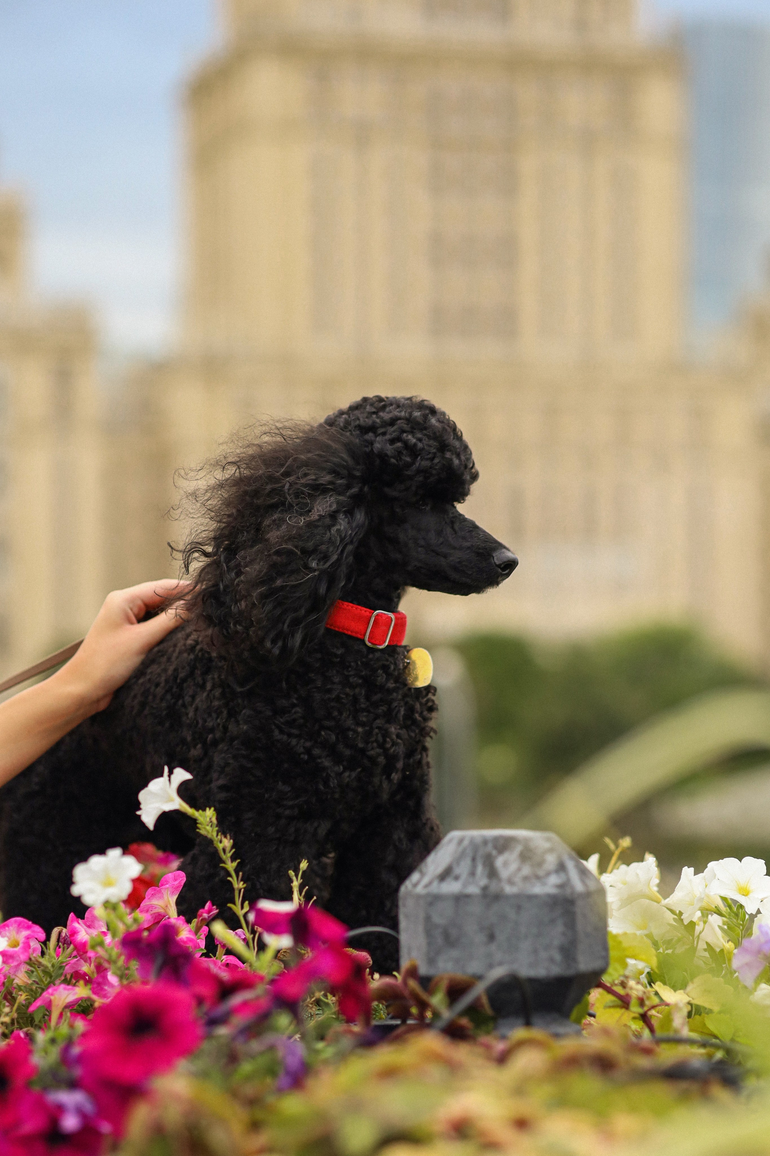 Костя, Аня и Влад. Фотограф-анималист Ксения Шевцова|Москва