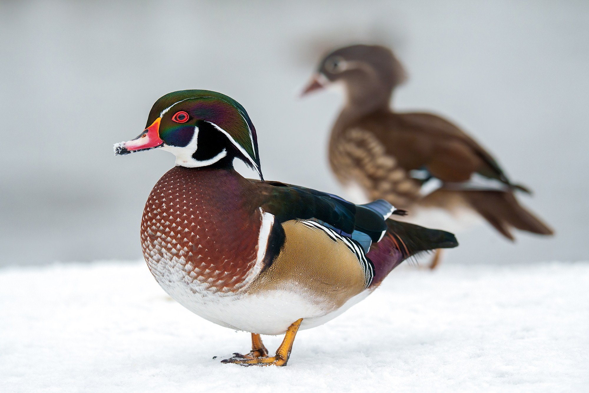 Удивительные мир птиц. Вокруг нас столько прекрасного — присмотритесь!. Ваш личный фотограф Марина Волкова