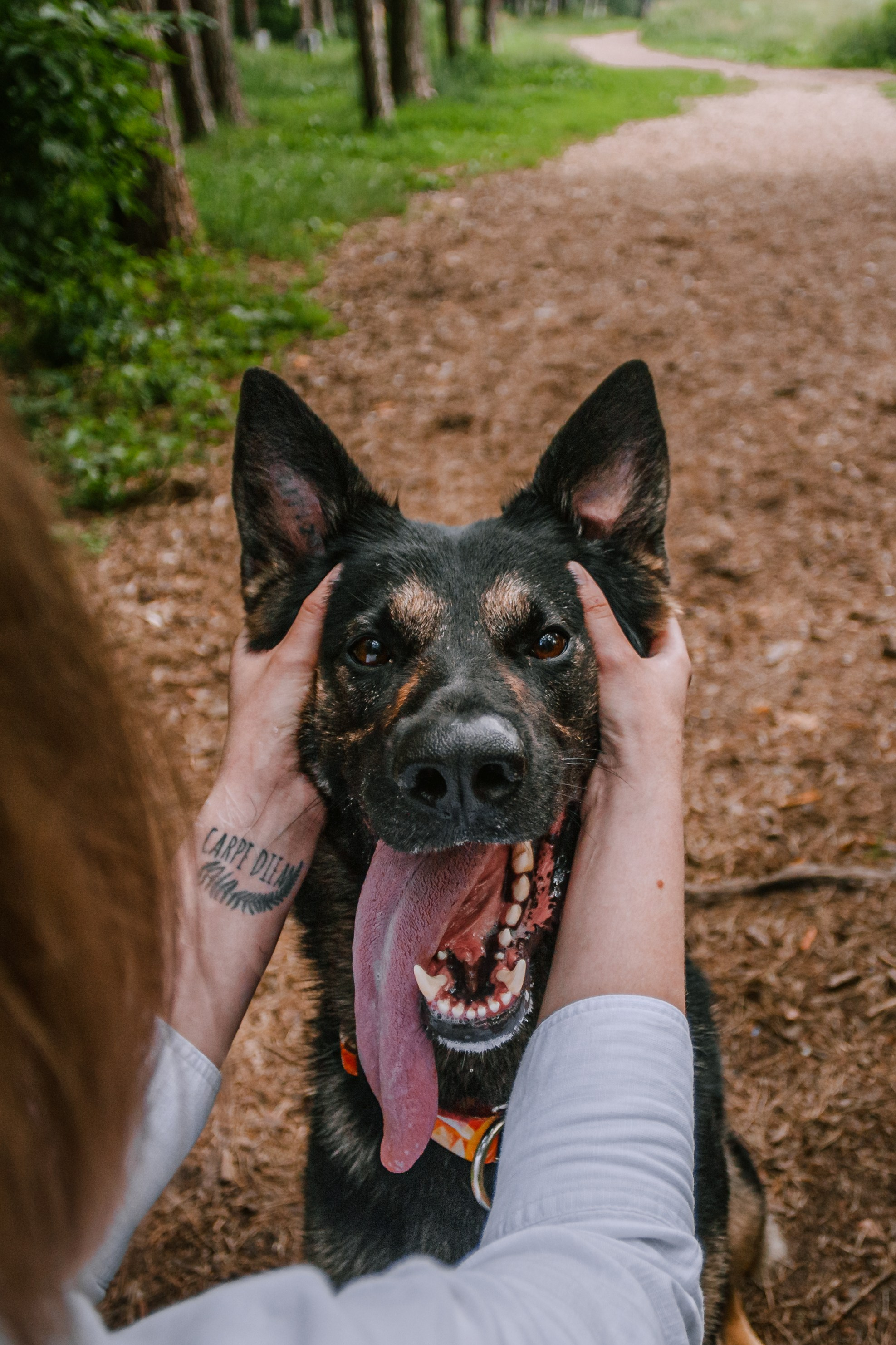 Лесная летняя фотопрогулка. Фотограф-анималист Татьяна Степанова