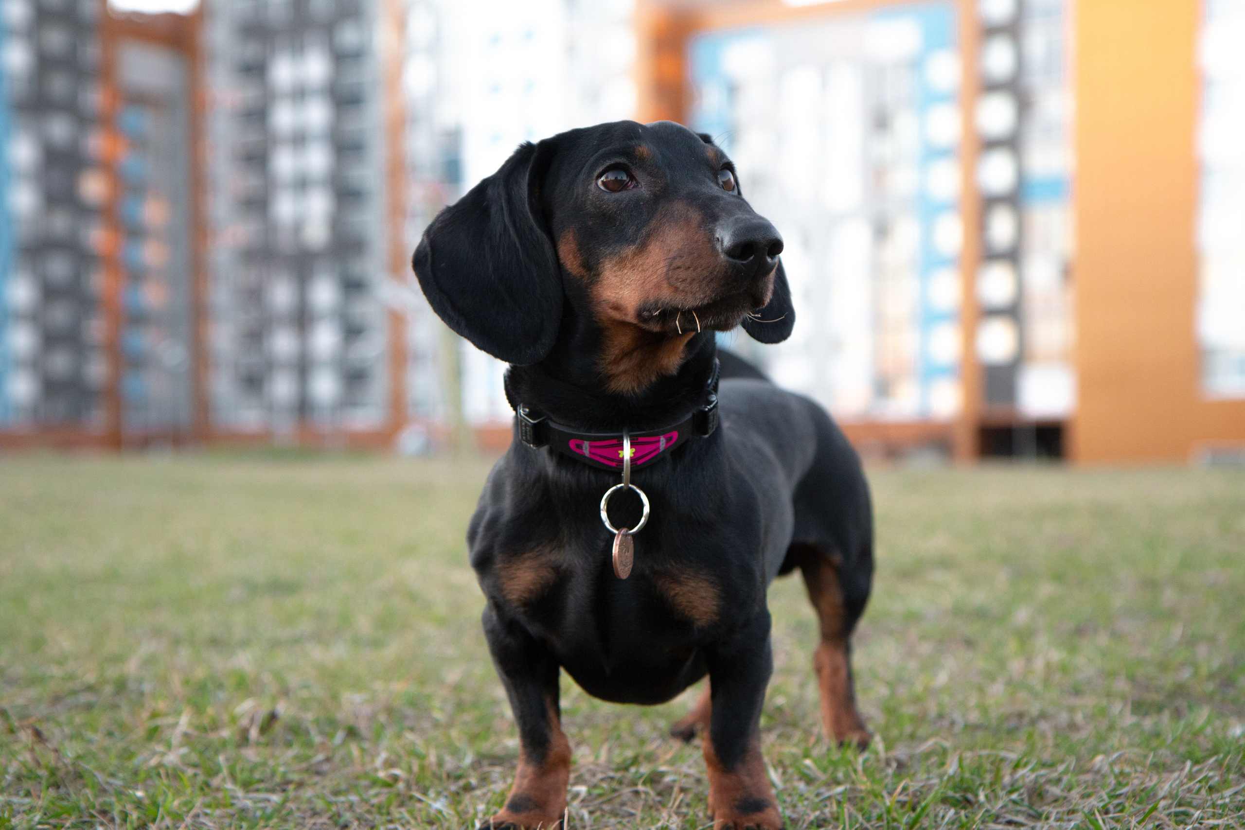 Фотосъёмка животных. Предметный и репортажный фотограф Алексей Кротов