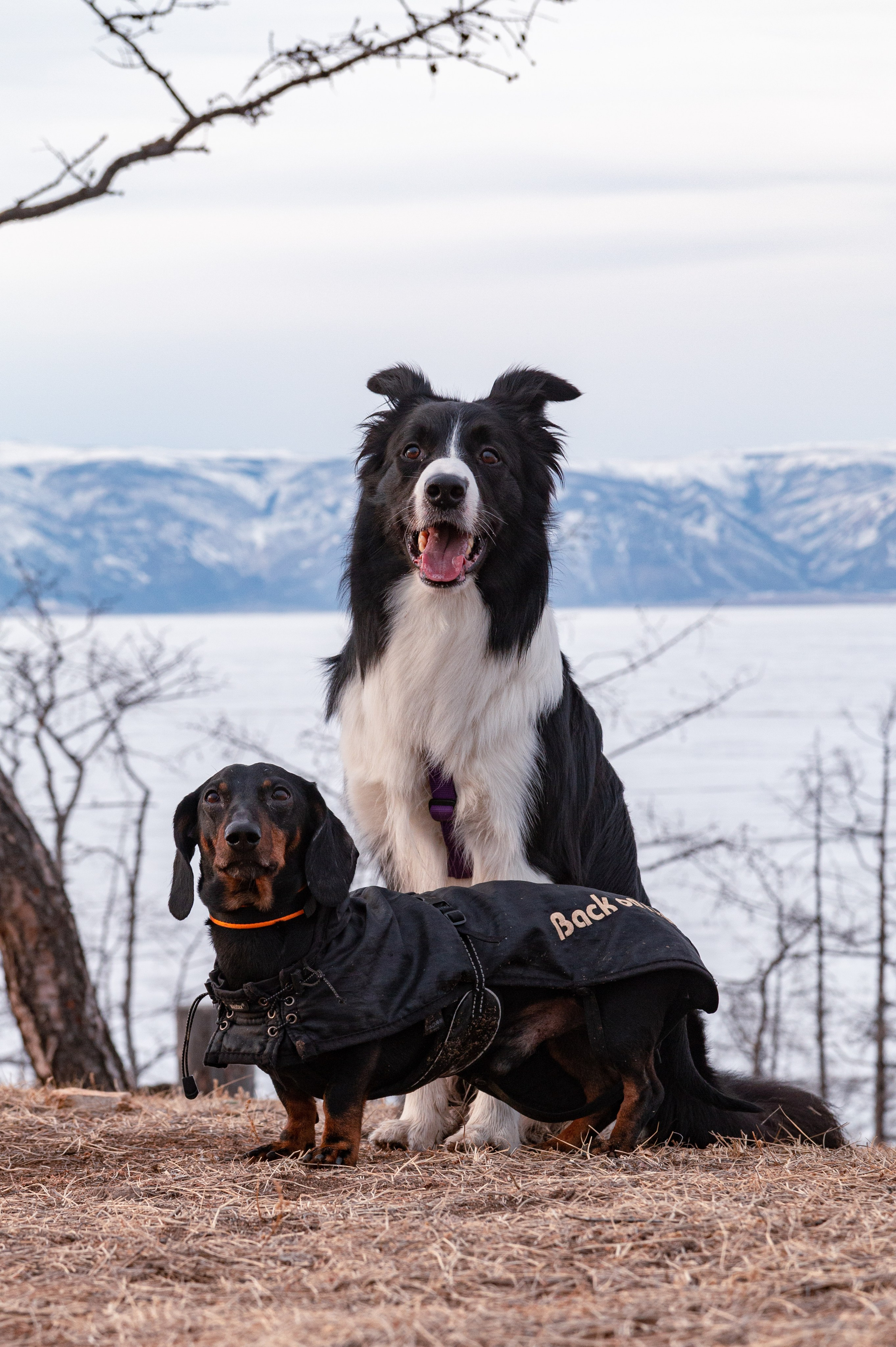Фотосъёмка животных. Предметный и репортажный фотограф Алексей Кротов