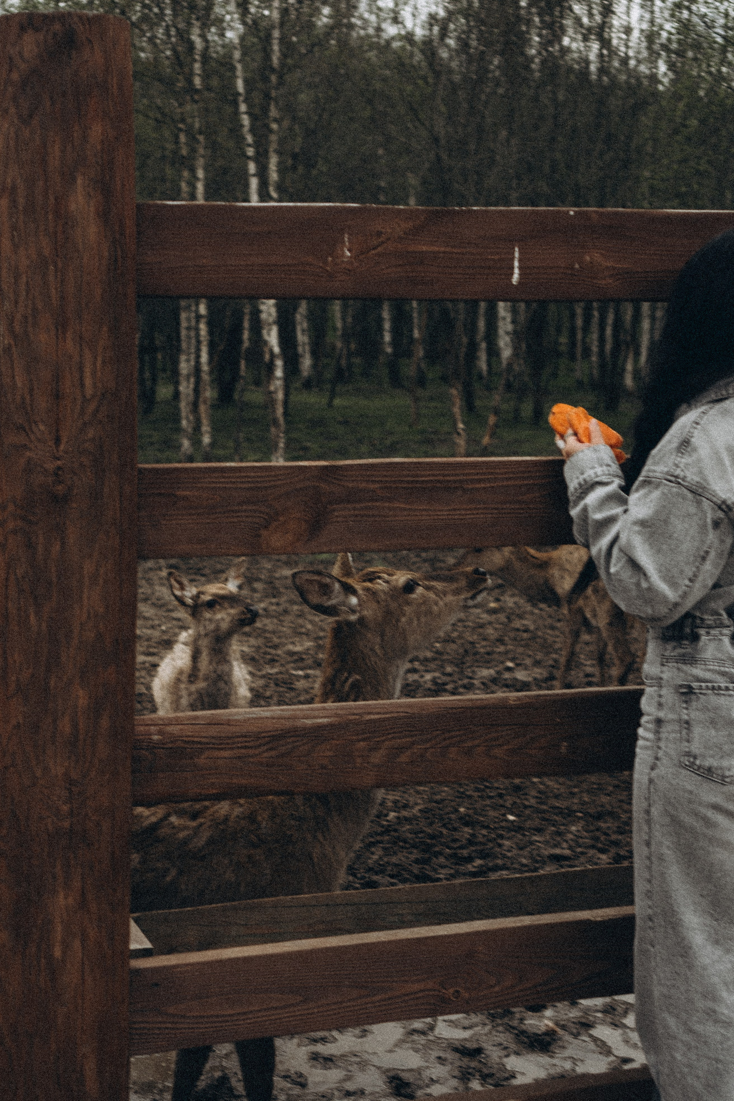 ОЛЕНЬЯ ФЕРМА В ТВЕРИ. Профессиональный фотограф, Санкт-Петербург — Виктория Богомолова
