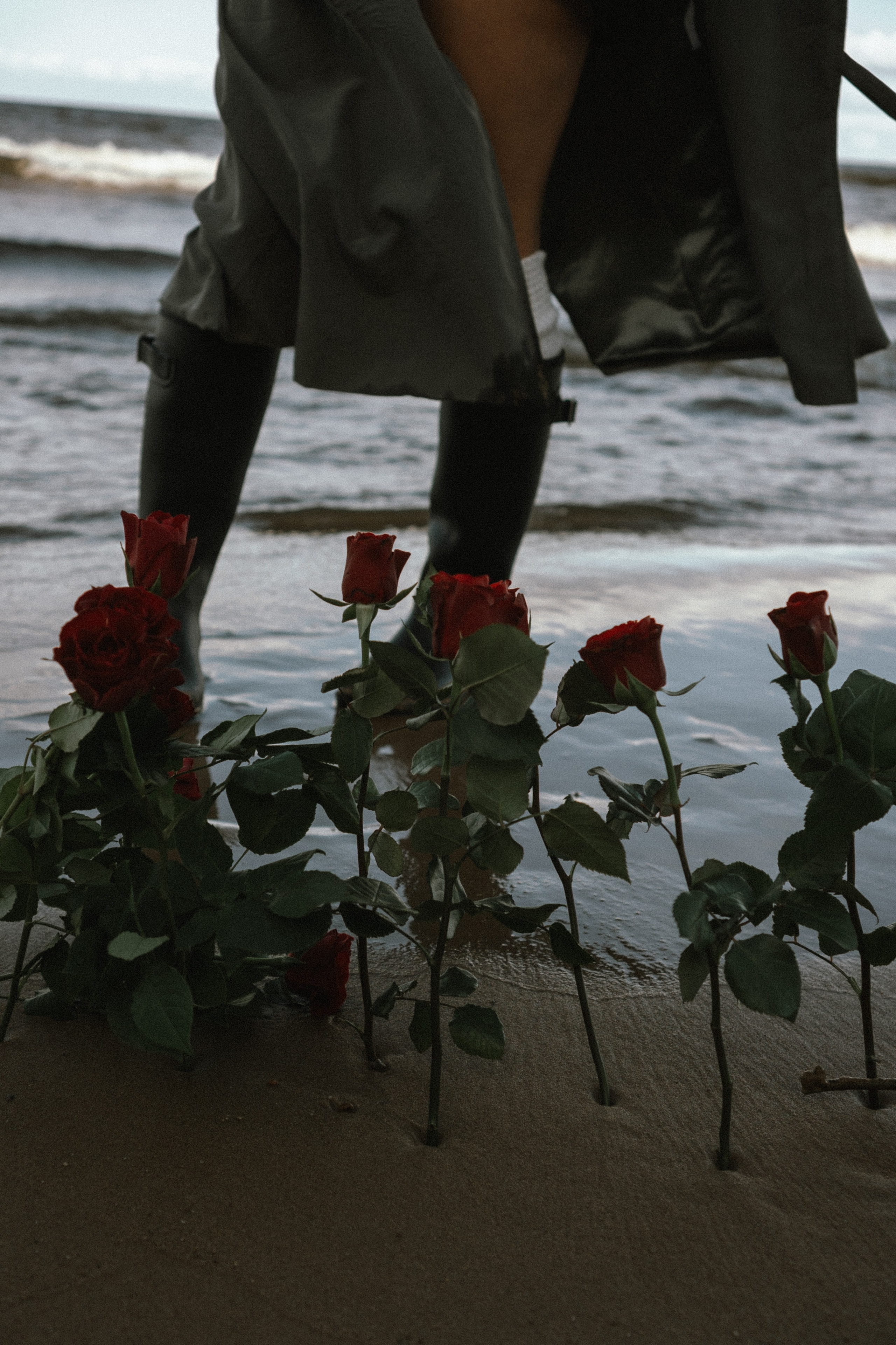 Розы. Профессиональный фотограф, Санкт-Петербург — Виктория Богомолова