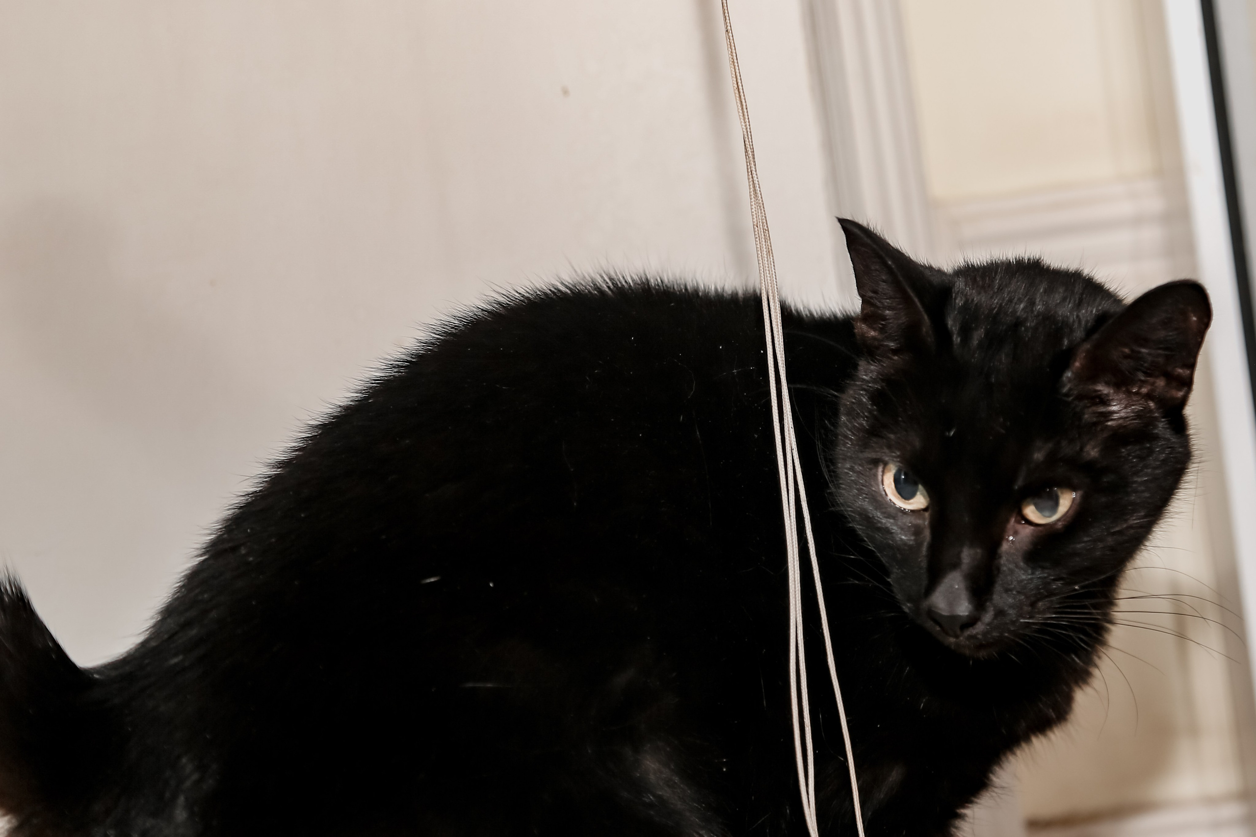 Приют Кошкин Дом Филимоша. Ваш фотограф в Оренбурге Рощупкина Екатерина