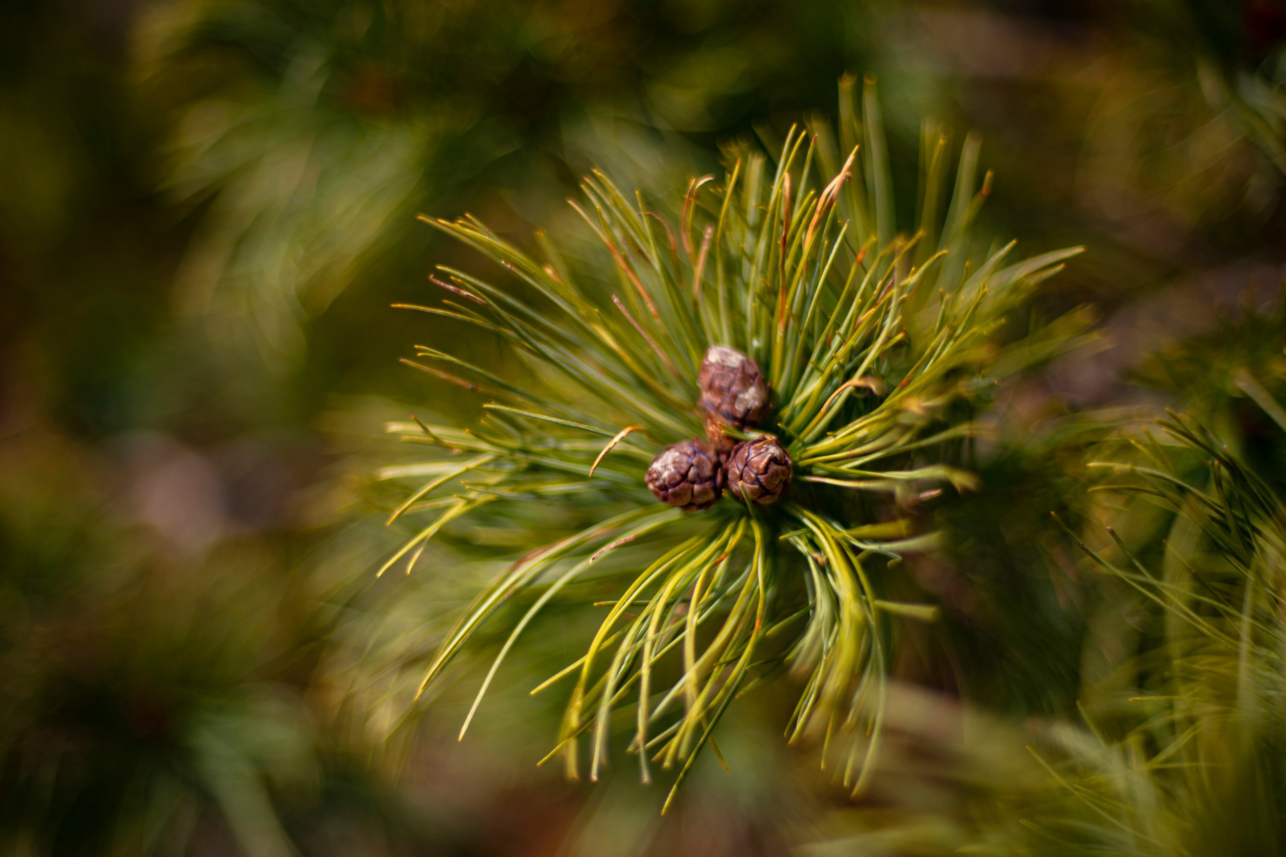 Природа. Команда фотографов Кристины Ивановой