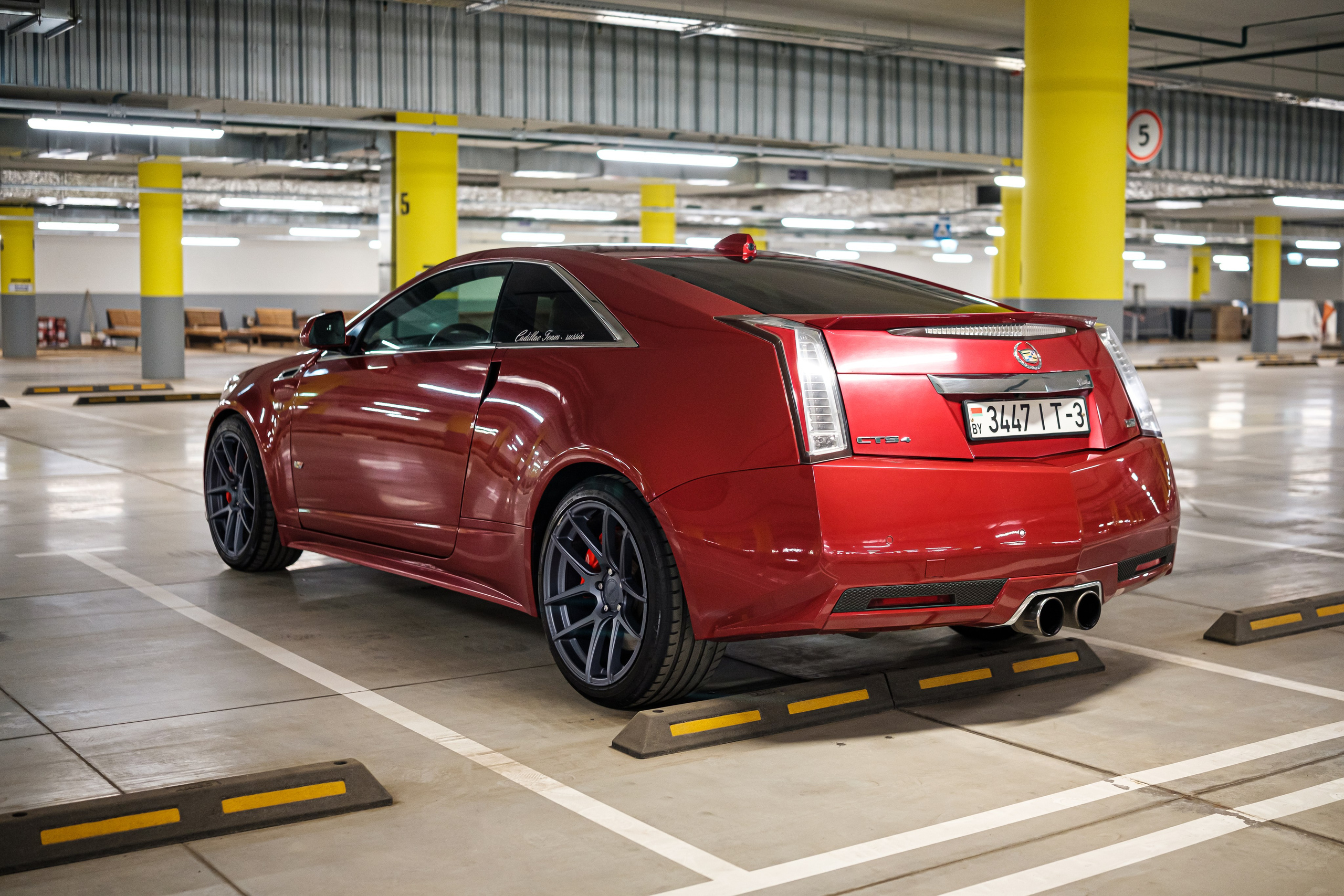 Кэдди. Алексей Никифоров фотограф Москва, Химки