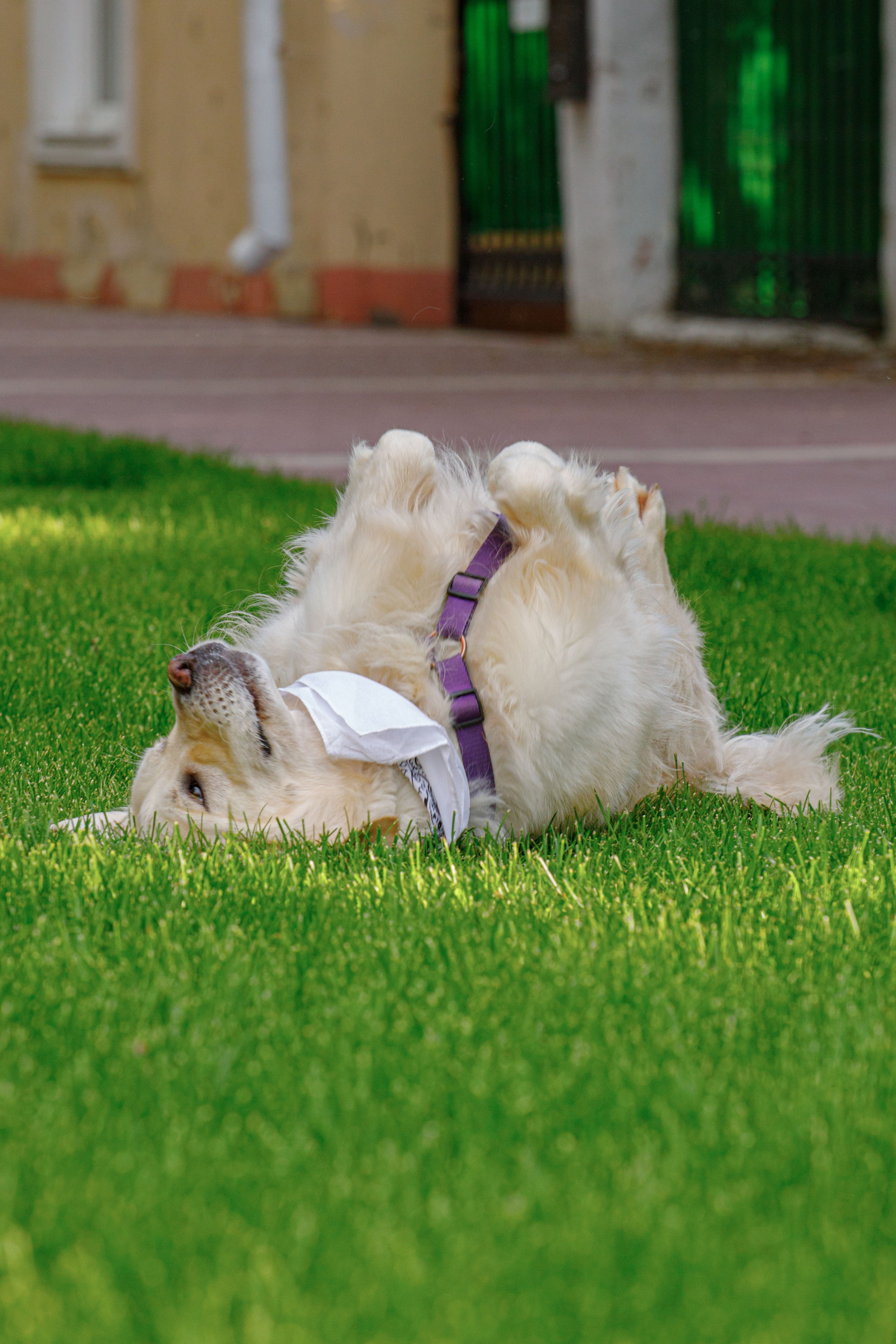 Золотистый ретривер и его хозяки. Фотограф Екатерина Козловская