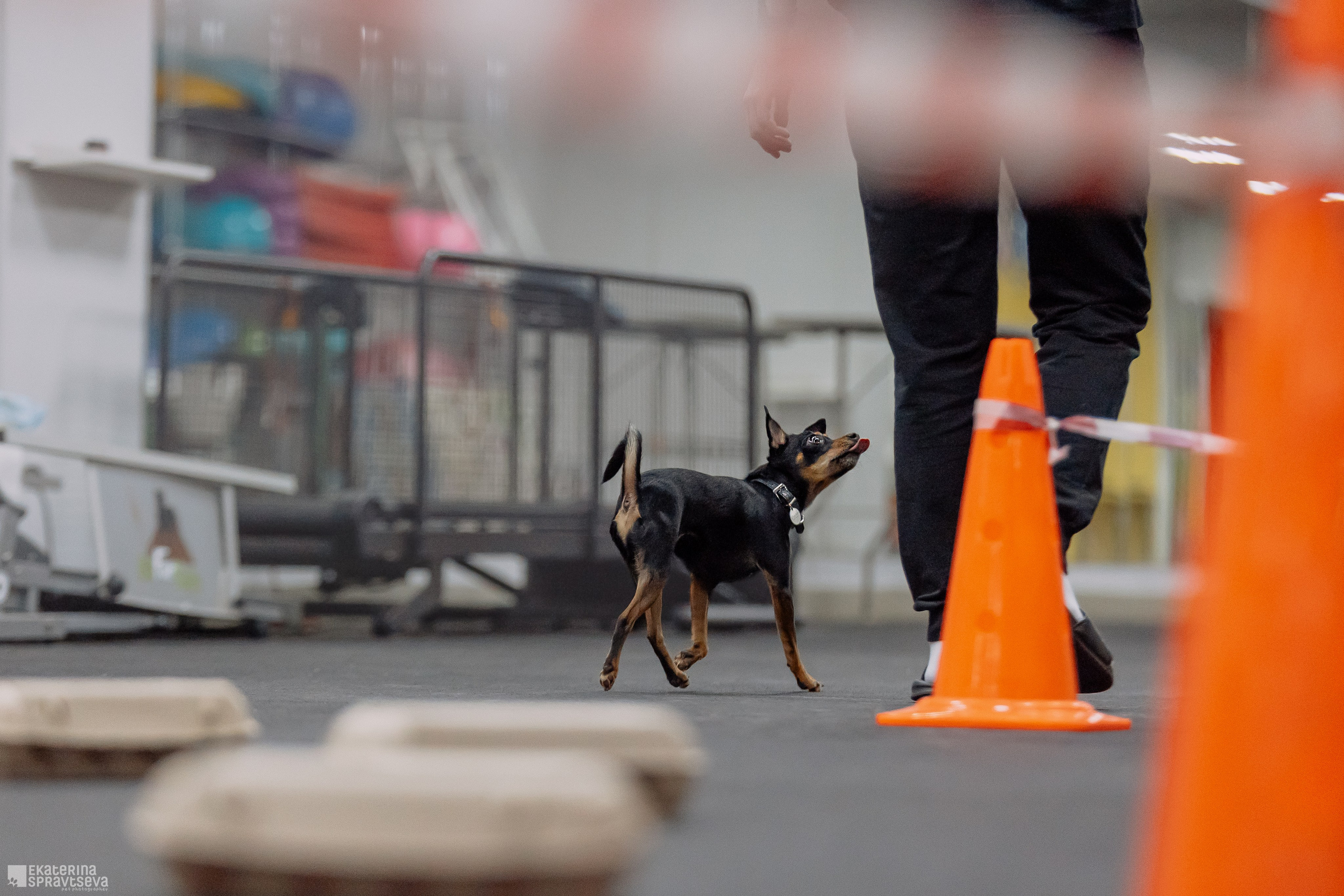Праздник NoseWork. Фотограф Анималист Екатерина Справцева в Нижнем Новгороде