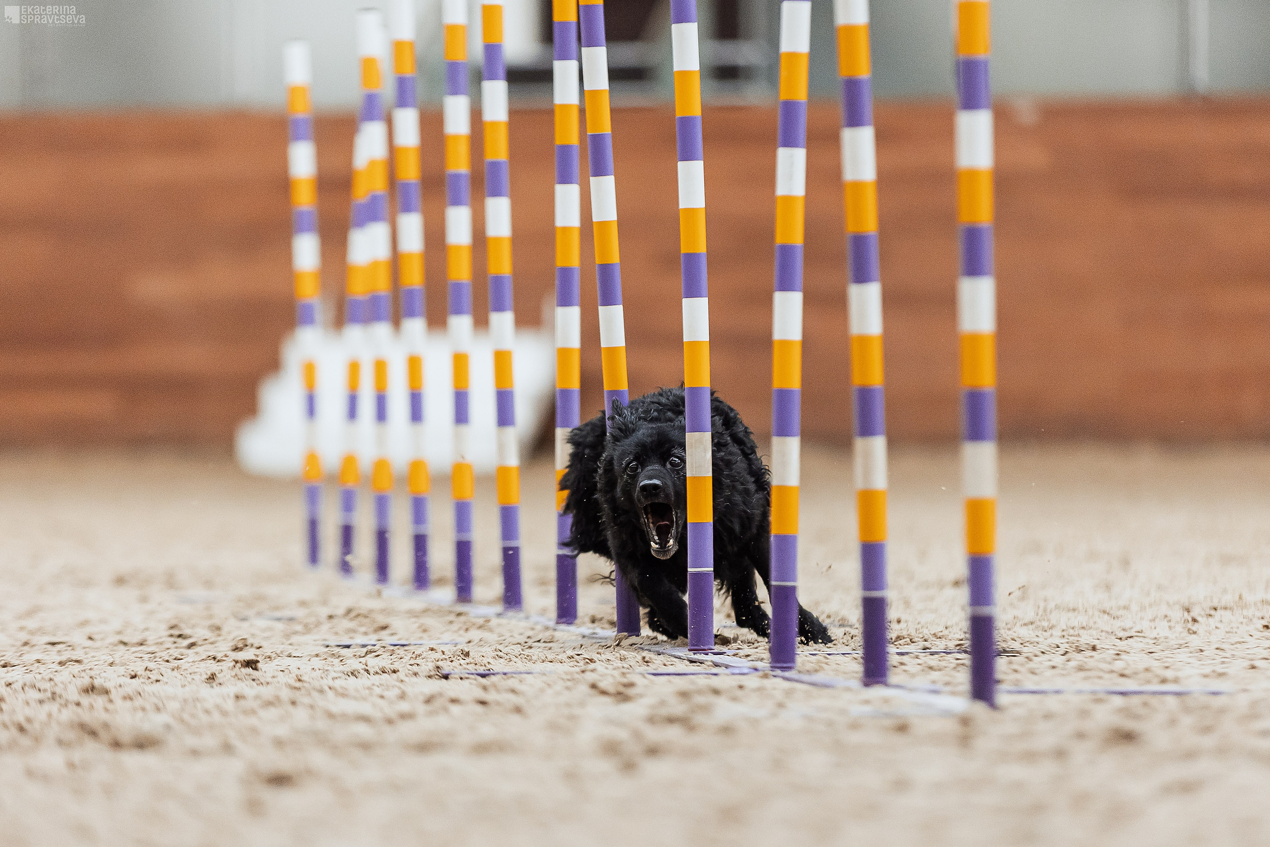 ЧРКФ Аджилити в Максима. Фотограф Анималист Екатерина Справцева в Нижнем Новгороде