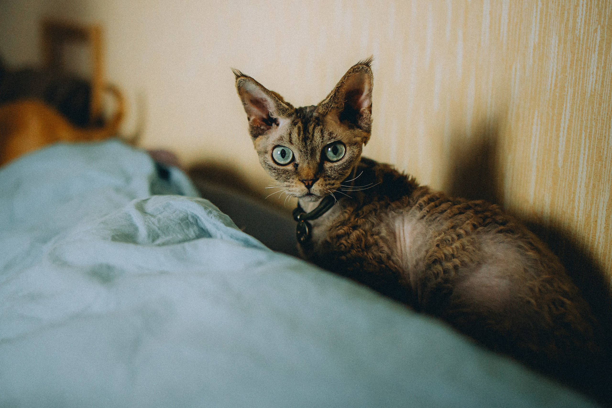 Гречка, Ковш и их семья