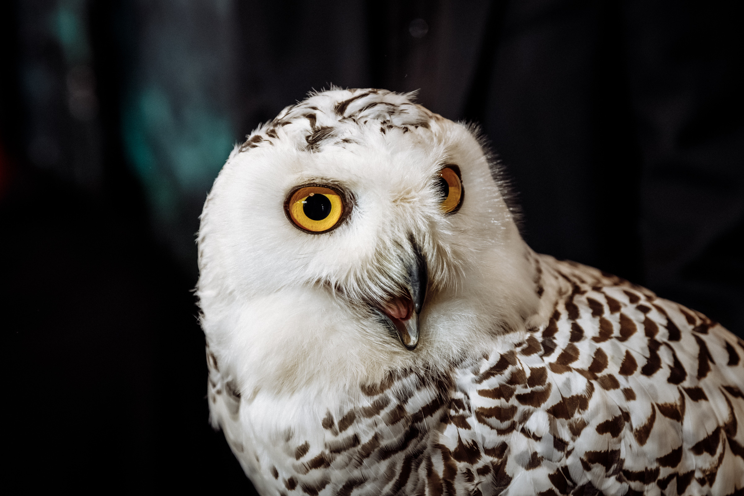 Вселенная Гарри Поттера. Фотограф на свадьбу корпоратив репортаж Артем Бочаров Москва