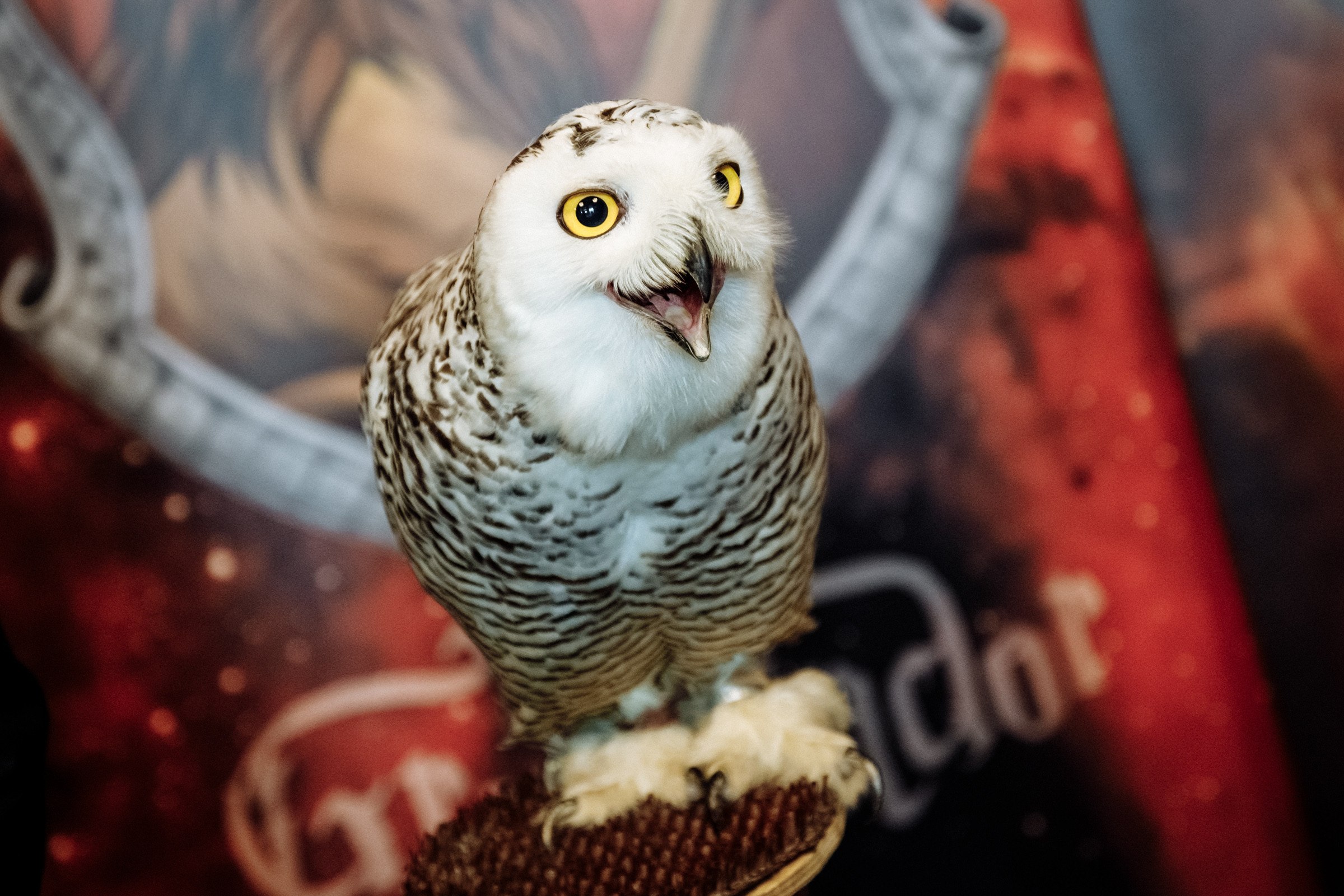 Вселенная Гарри Поттера. Фотограф на свадьбу корпоратив репортаж Артем Бочаров Москва