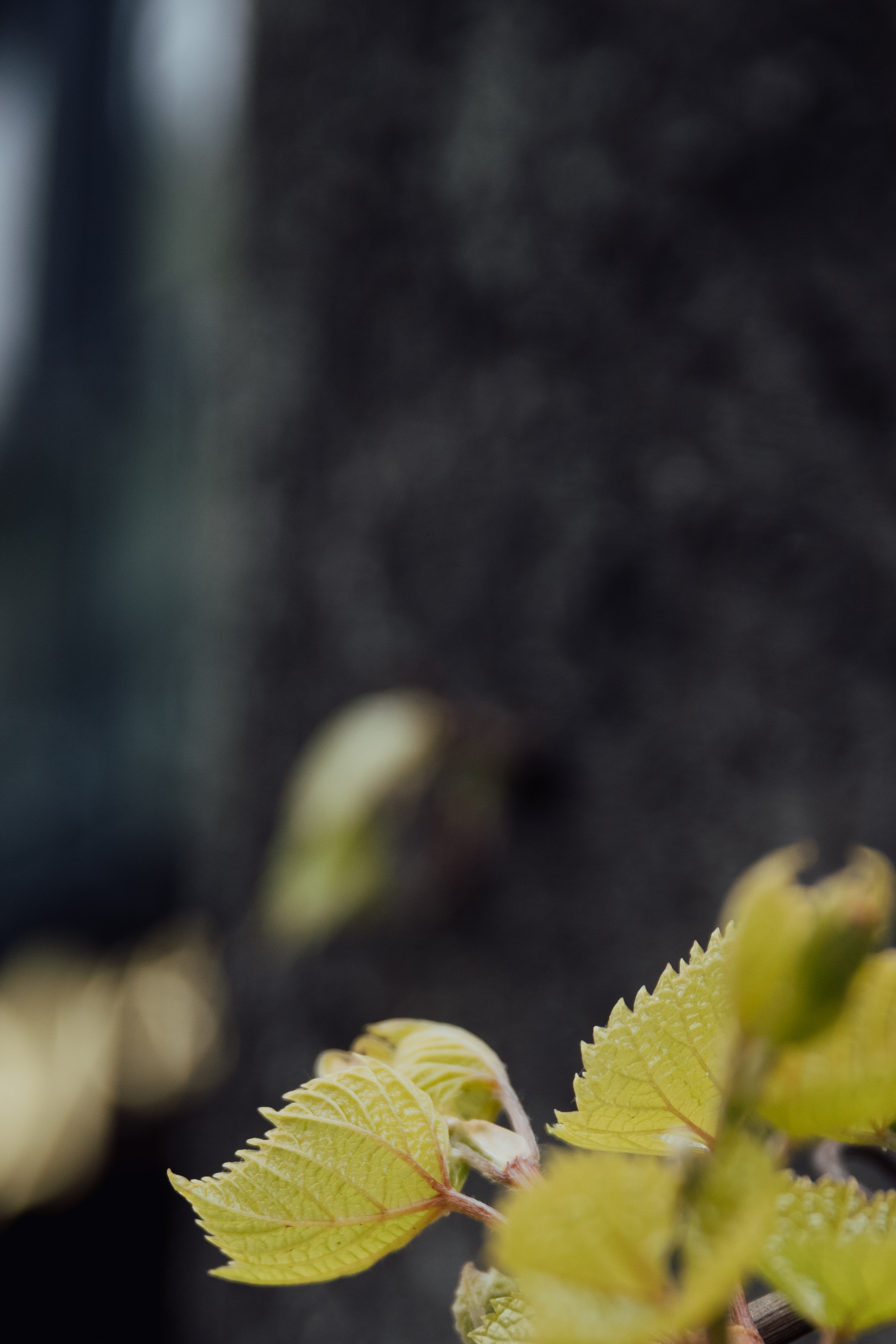 Свадебный ужин. Семейный фотограф в Москве