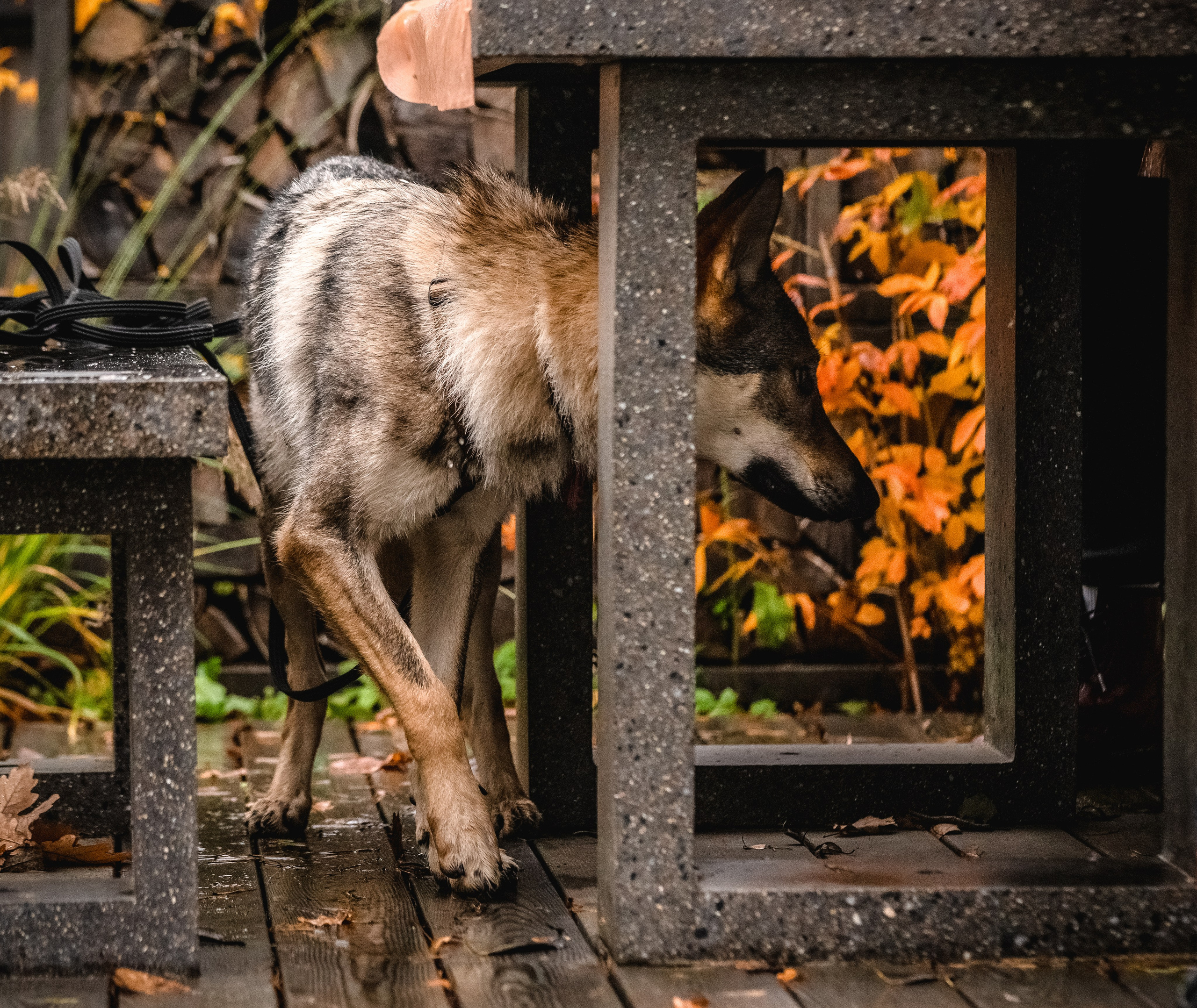 ФОТОПАМЯТЬ ВАШИХ ЭМОЦИЙ. Фотограф-анималист, семейный фотограф в Москве и Подмосковье. Фотосъёмка кинологических дисциплин