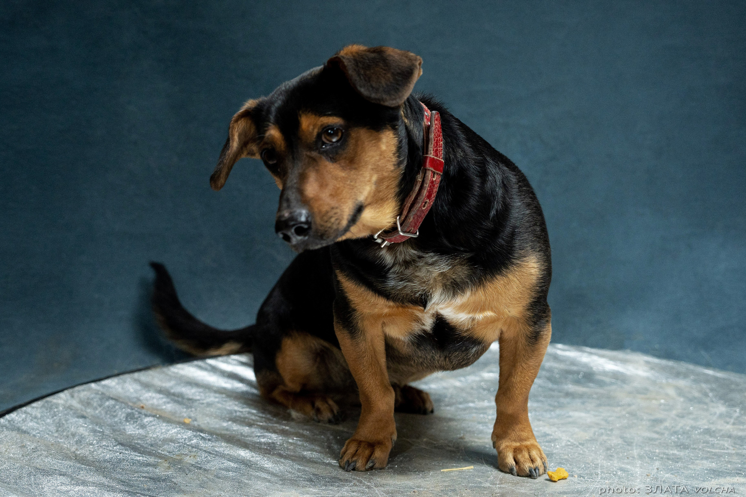 Собаки в студии. Фото, видео, монтаж