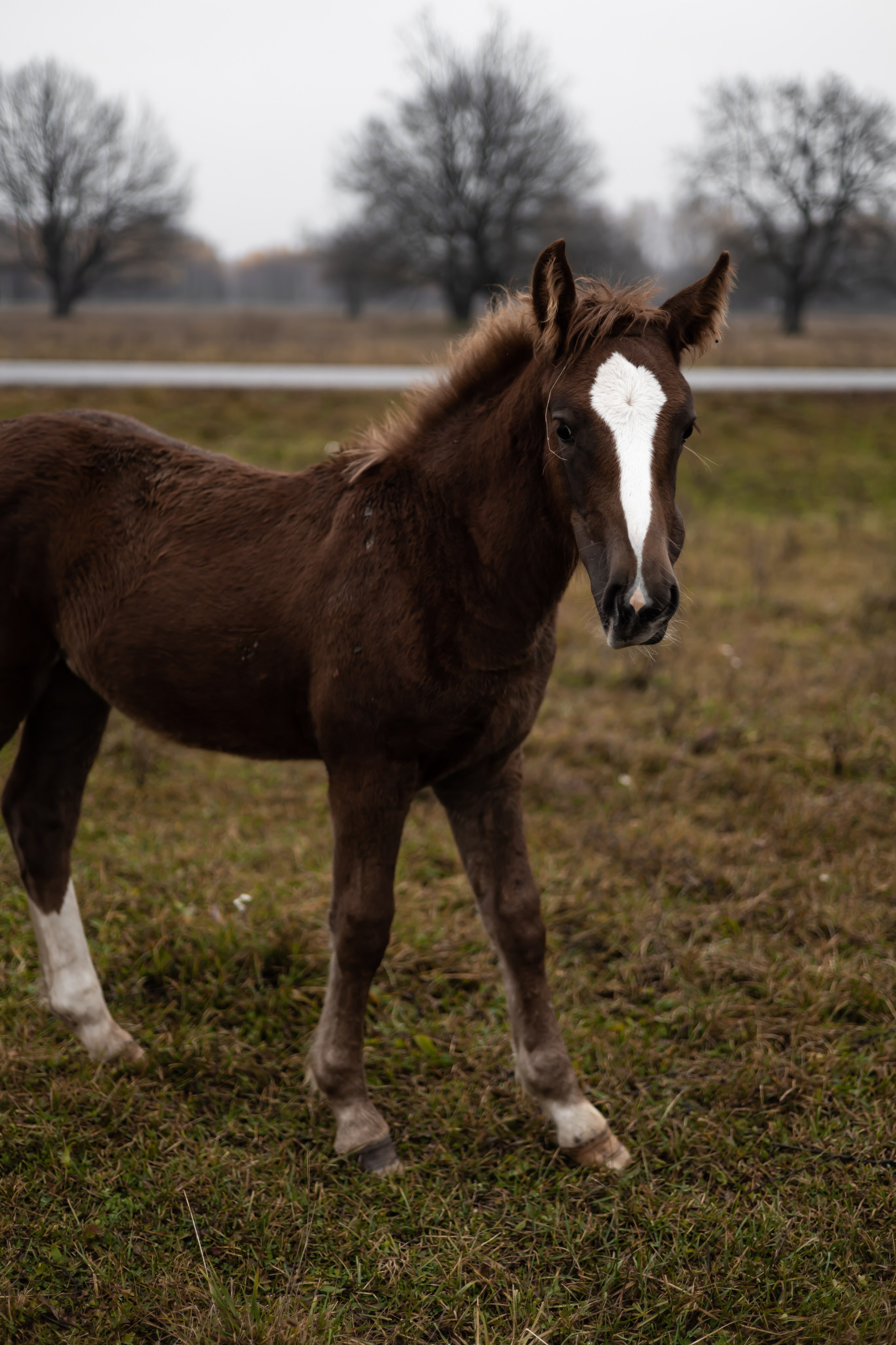 ЭДУАРД+КРИСТИНА. Фотограф Элла Ефимова