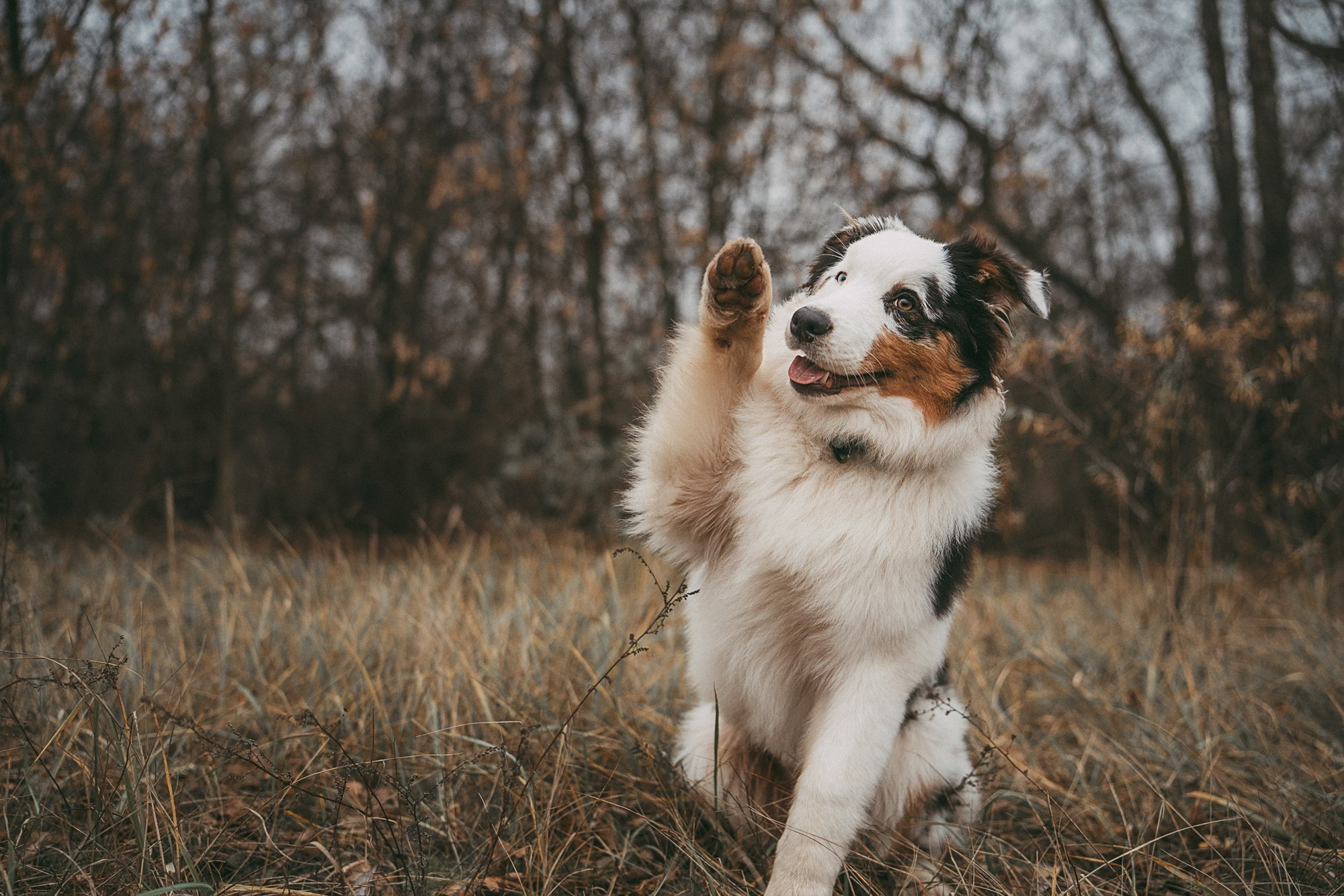 Лиза и Бублик. Фотограф анималист в Москве и Санкт-Петербурге Свиридова Анна