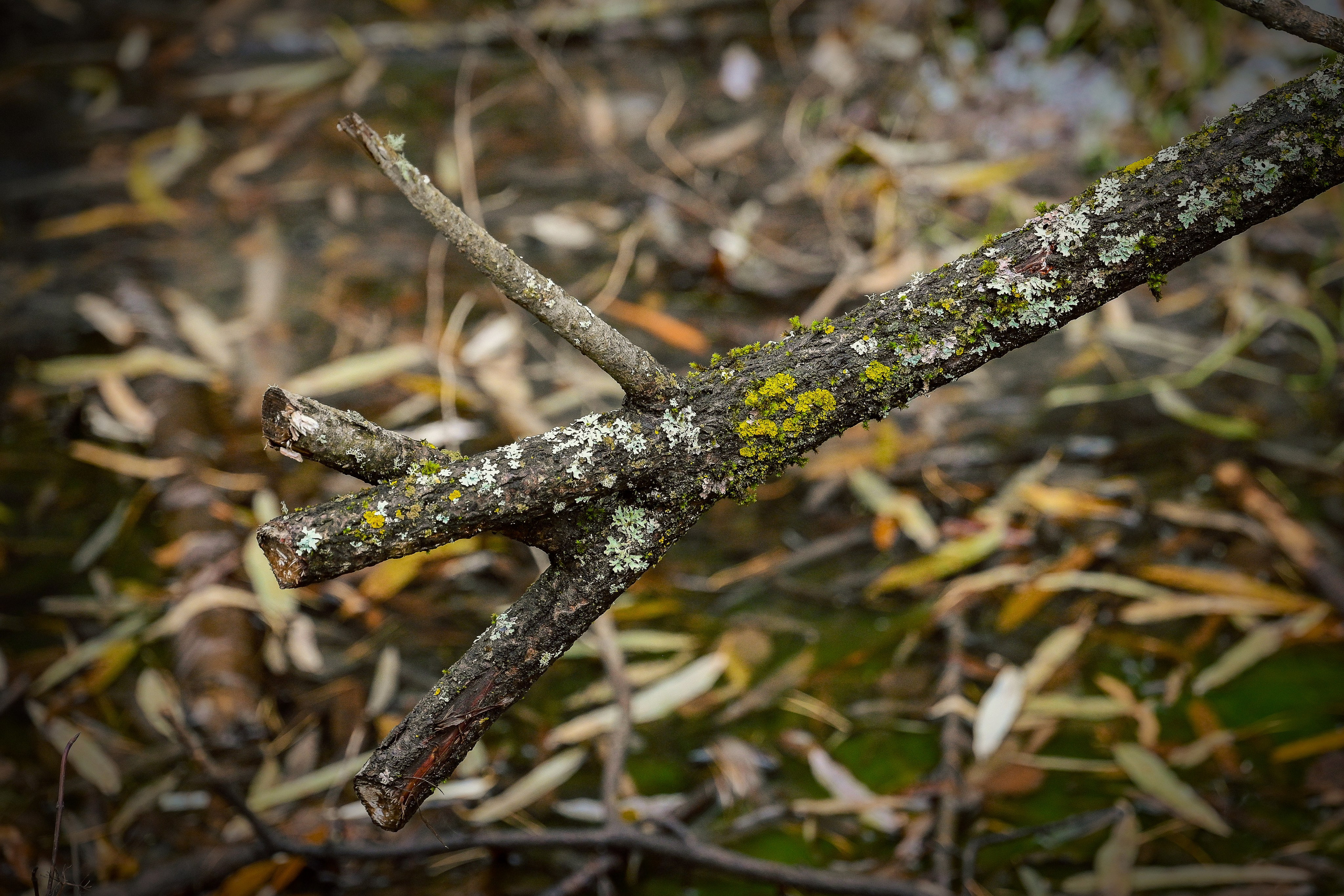 Осень. FotoGraf