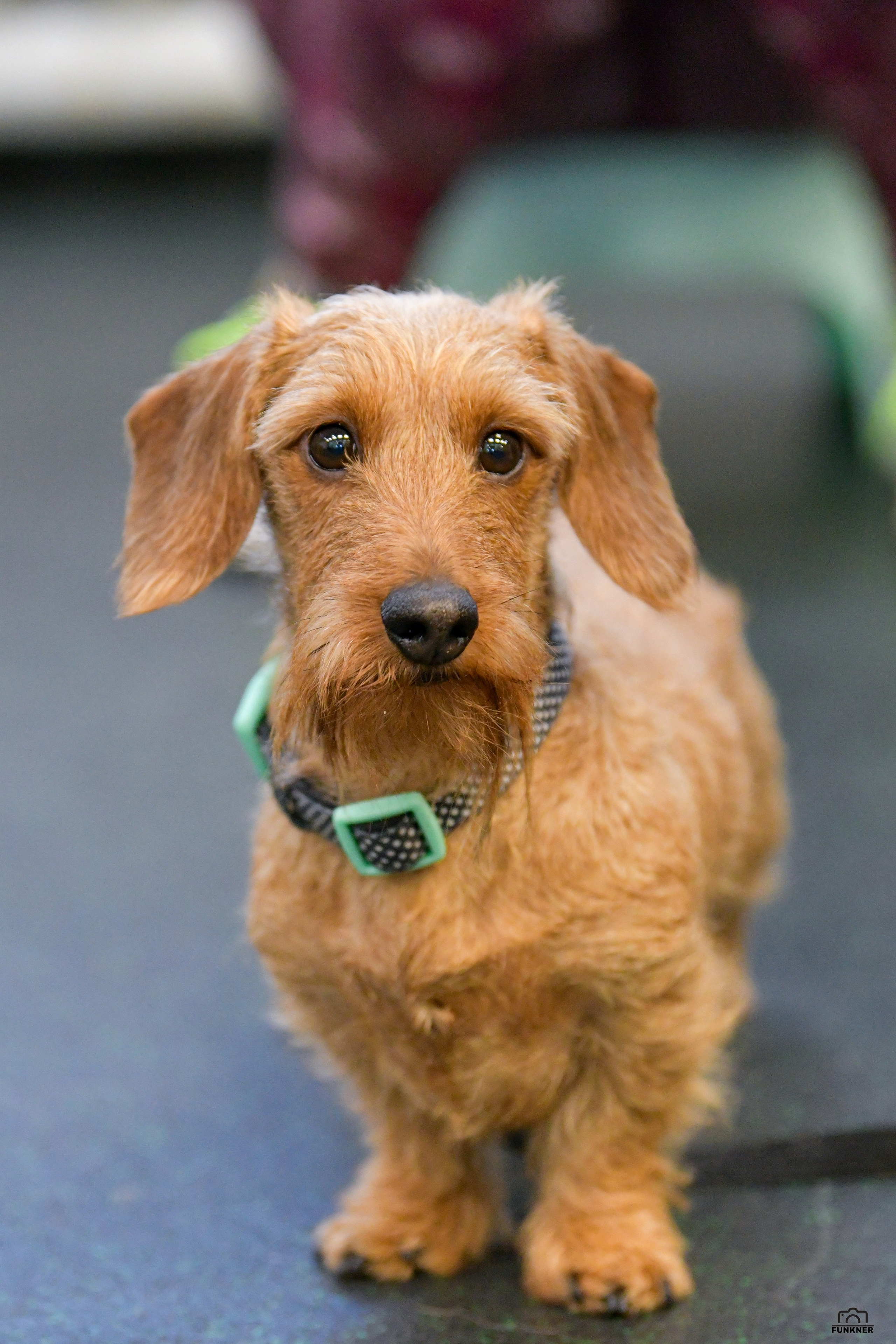 Кинологический клуб «Бодрый хвост». Свой взгляд через объектив