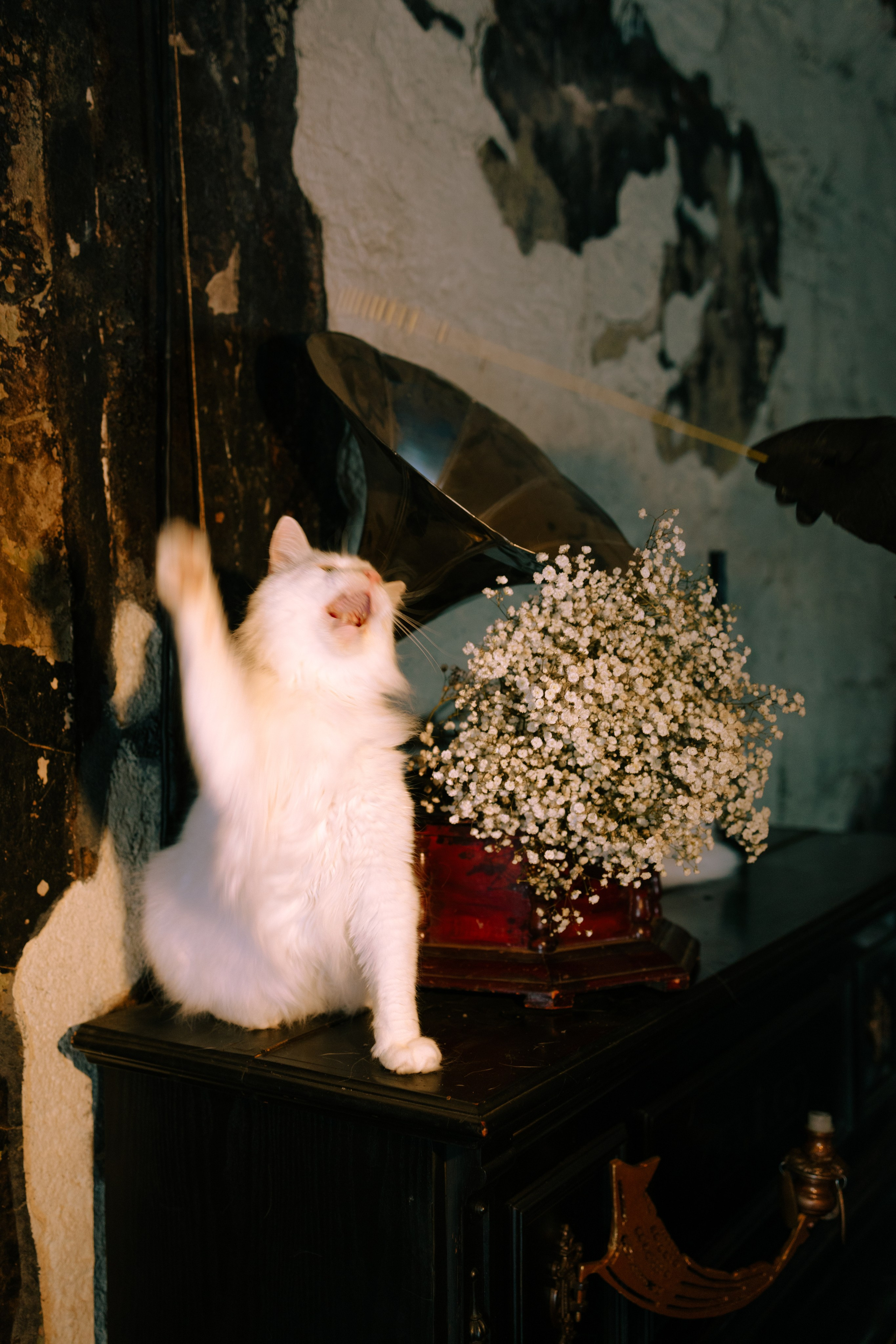 Съёмка домашних животных