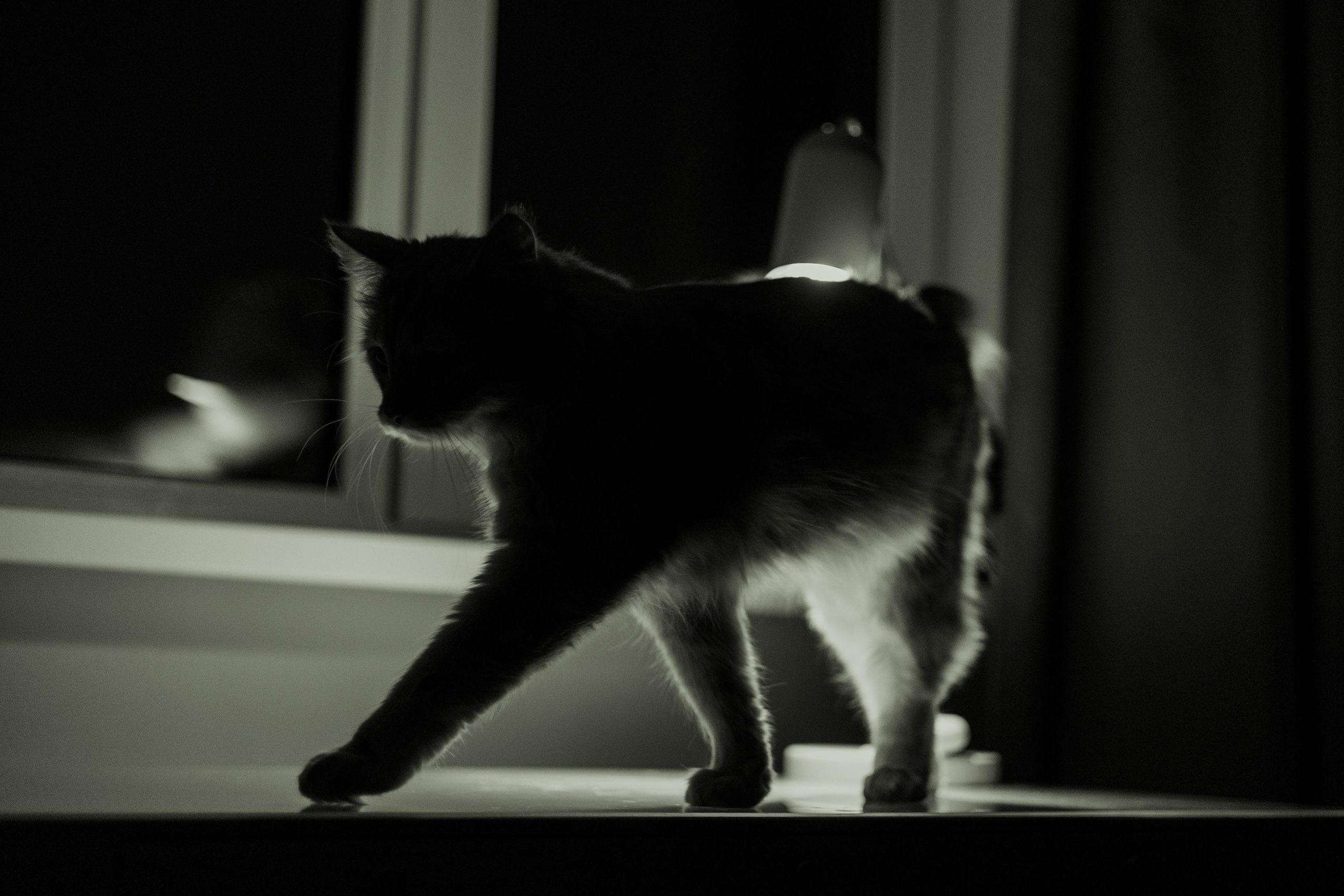 Рыжий Маффин, Алёна и Антон. Фотограф Анималист Екатерина Справцева в Нижнем Новгороде