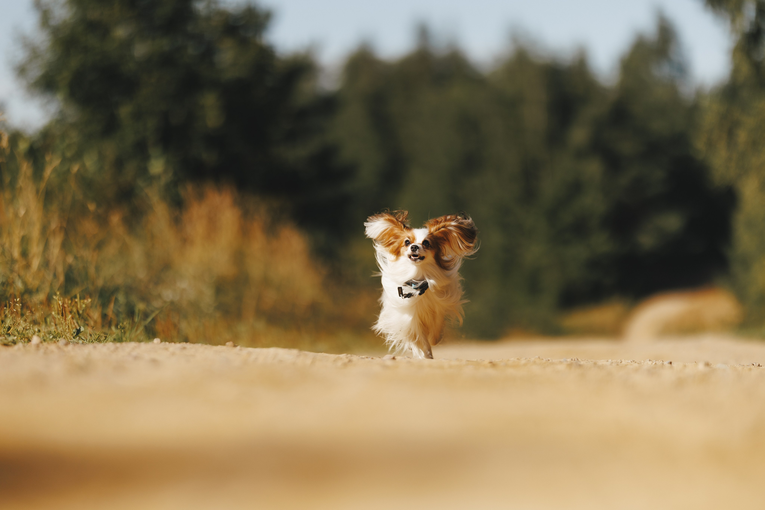 На природе. Фотограф- анималист Санкт-Петербург