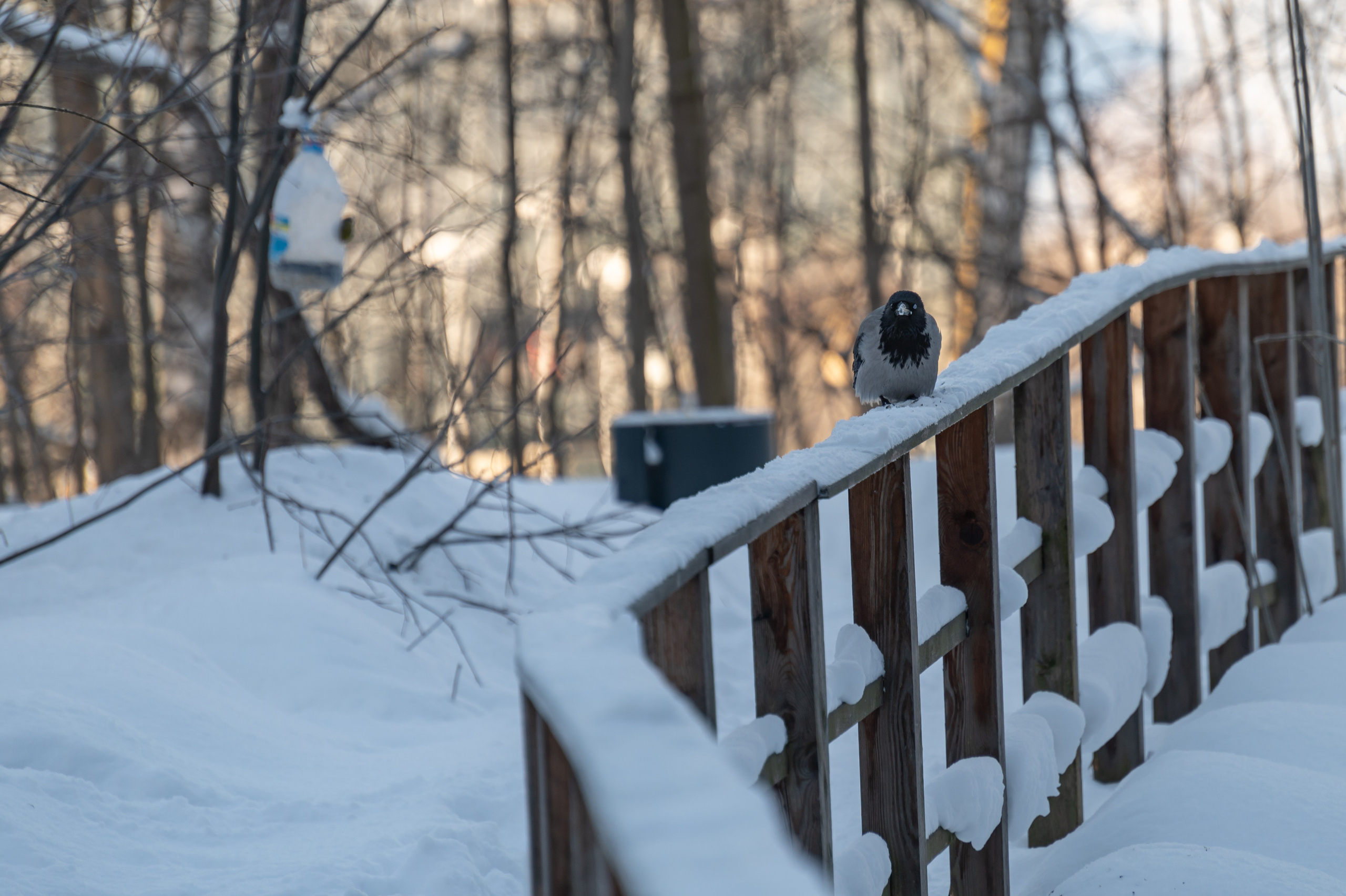 20240120 Воробьёвы горы. Дмитрий Ремизов. Фотография, как хобби