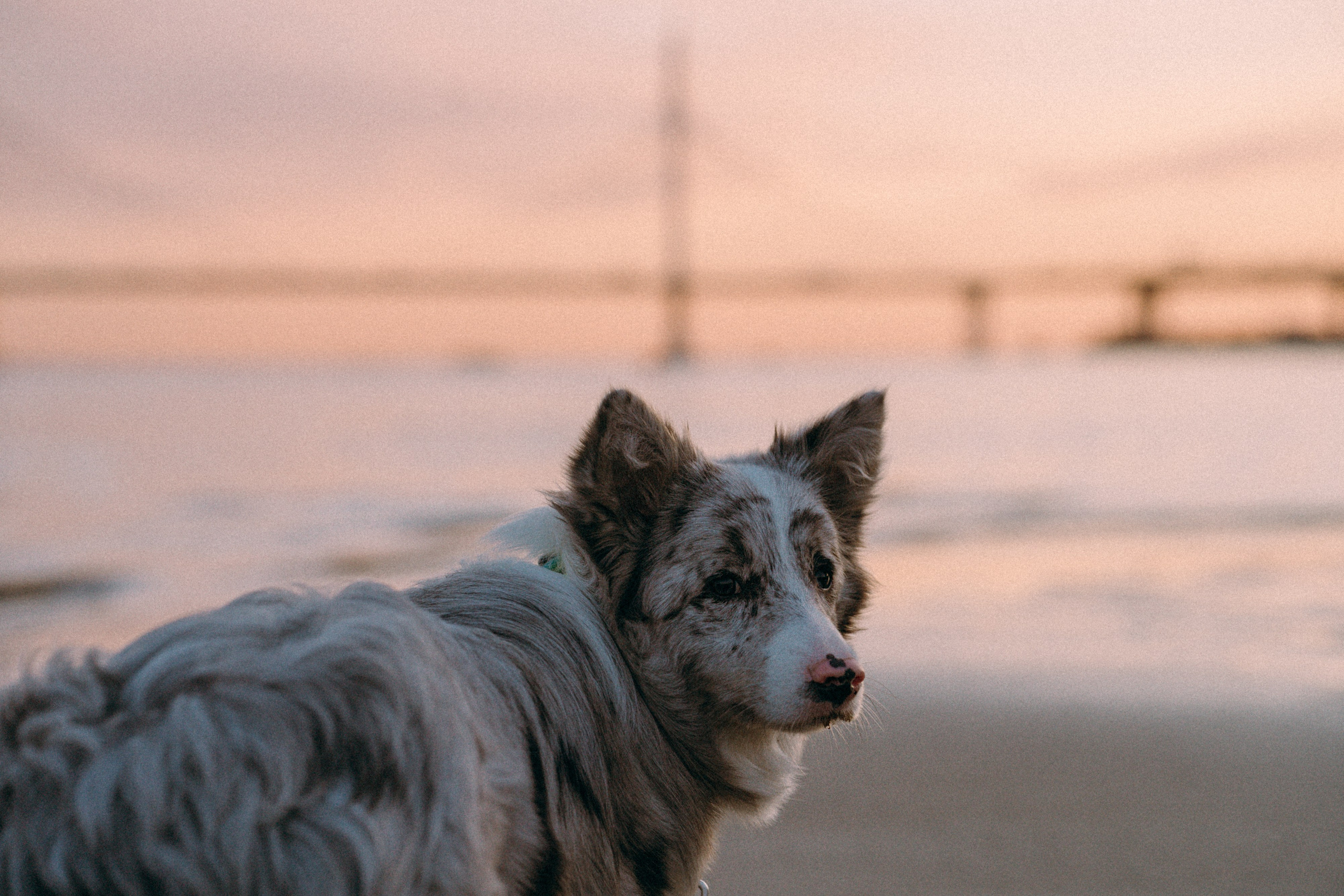 Света, Катрин и Умка. Фотограф анималист в Москве и Санкт-Петербурге Свиридова Анна