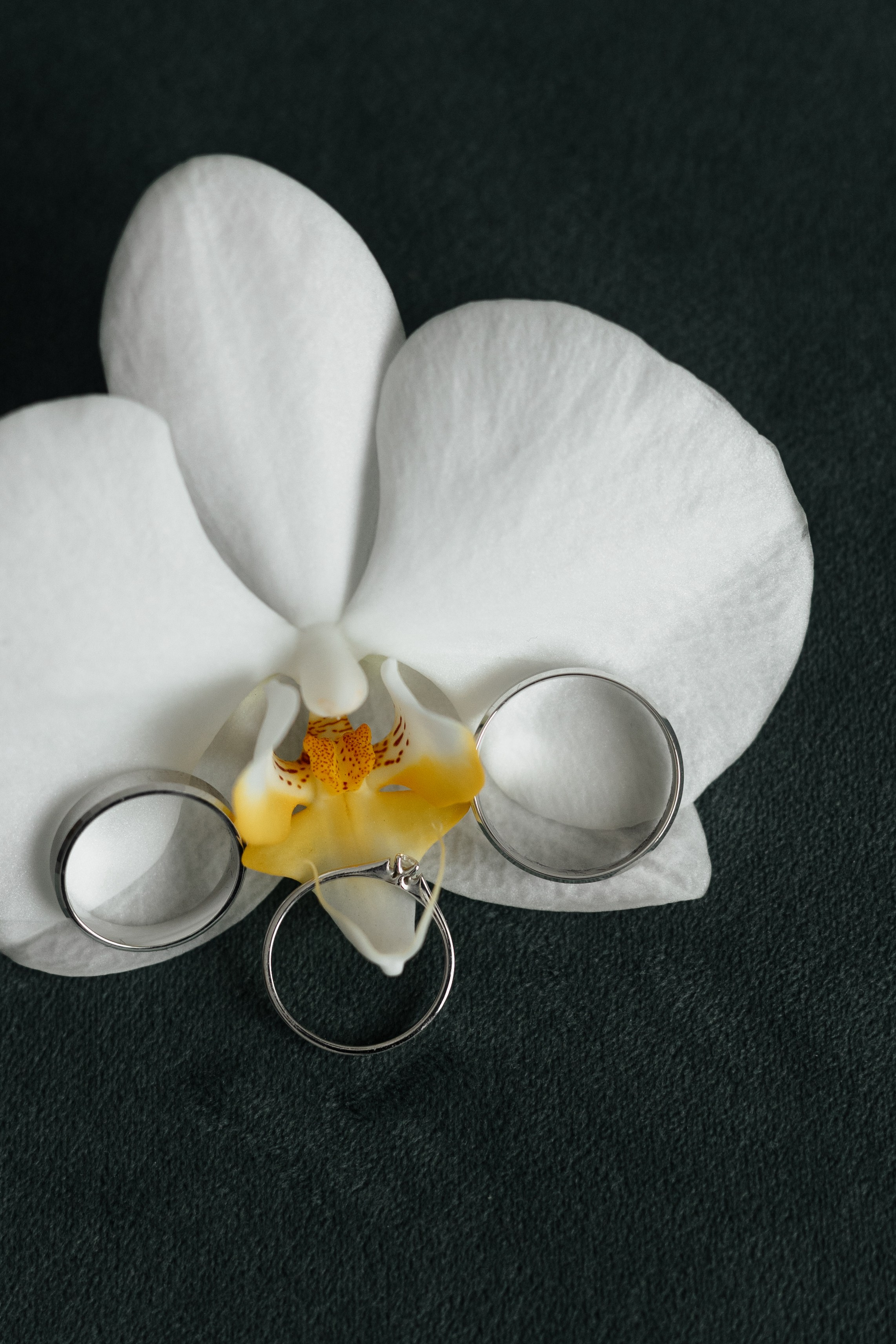 Свадьба Александра и Маргариты. Фотограф Кольчугино/Владимир/Москва Елизавета Иода