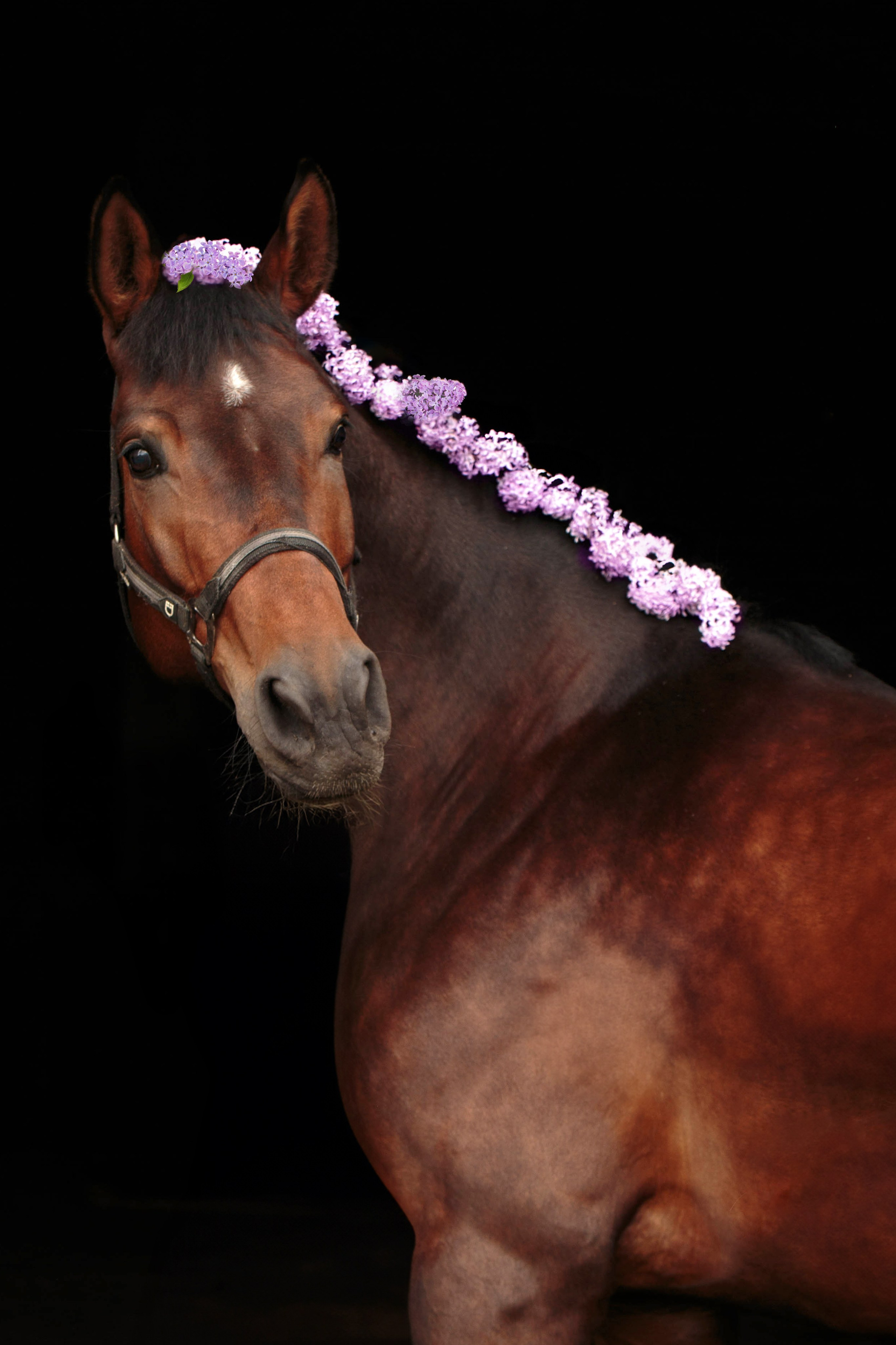 СЪЕМКА ЛОШАДЕЙ. Конный фотограф в Красноярске — Любовь Похабова