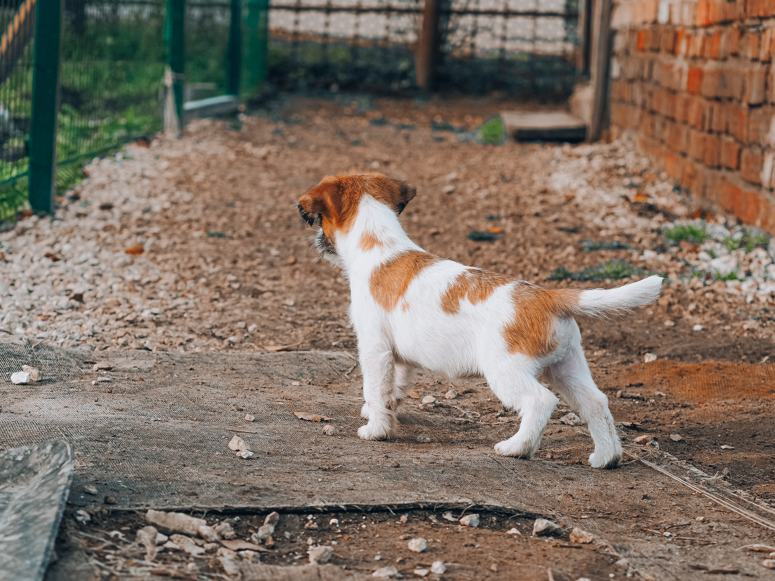 X_female_2_b-t. CANE MAESTRO — kennel Jack Russell Terrier
