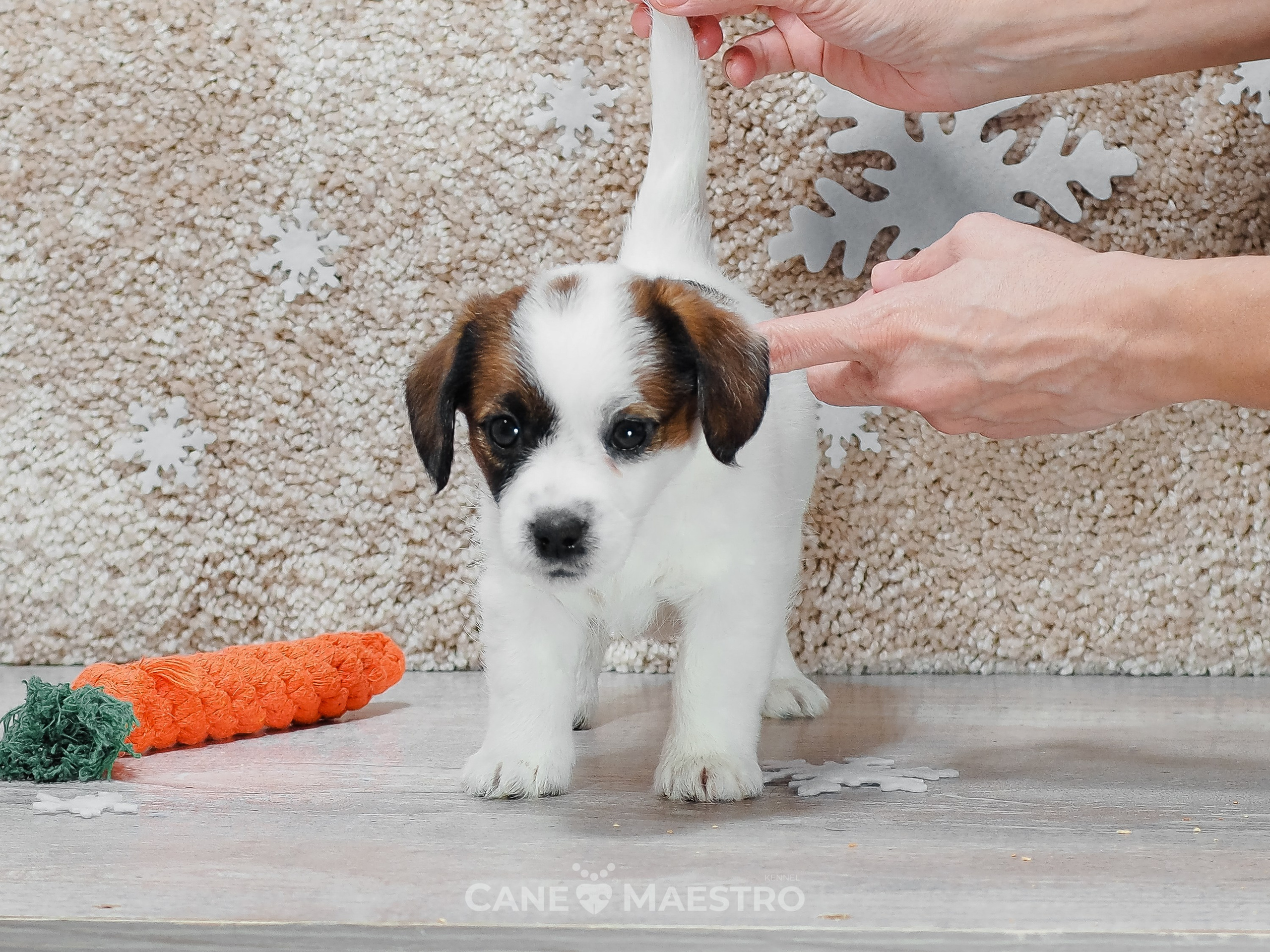 3_Девочка_СНЕЖНАЯ_Ц. CANE MAESTRO — kennel Jack Russell Terrier
