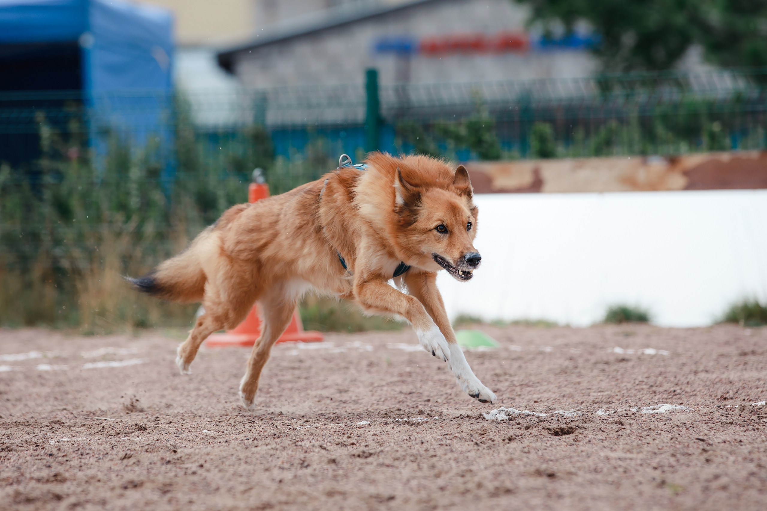 Питч&Гоу + веселые старты. Фотограф-анималист Mary Mart — Москва, Питер