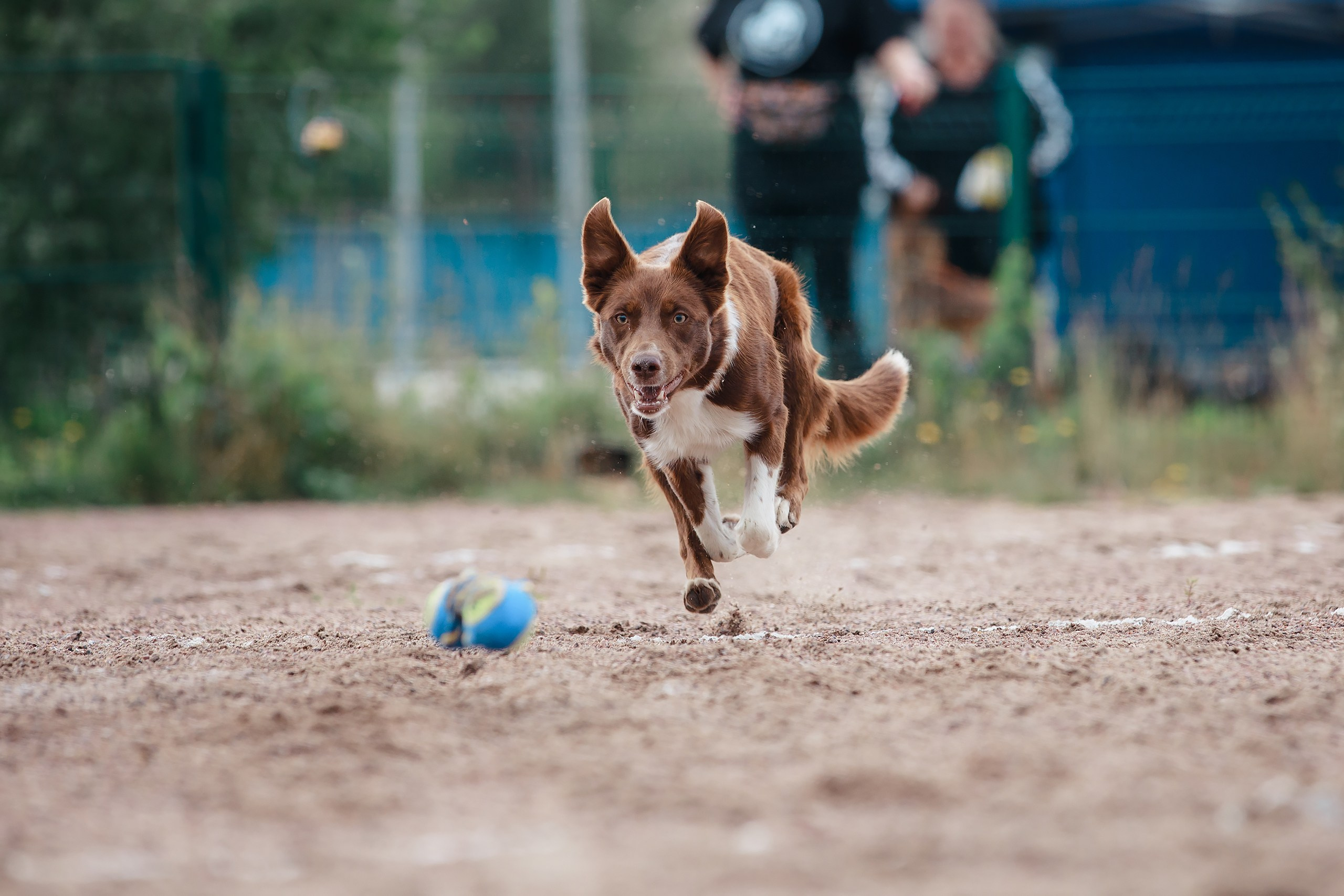Питч&Гоу + веселые старты. Фотограф-анималист Mary Mart — Москва, Питер